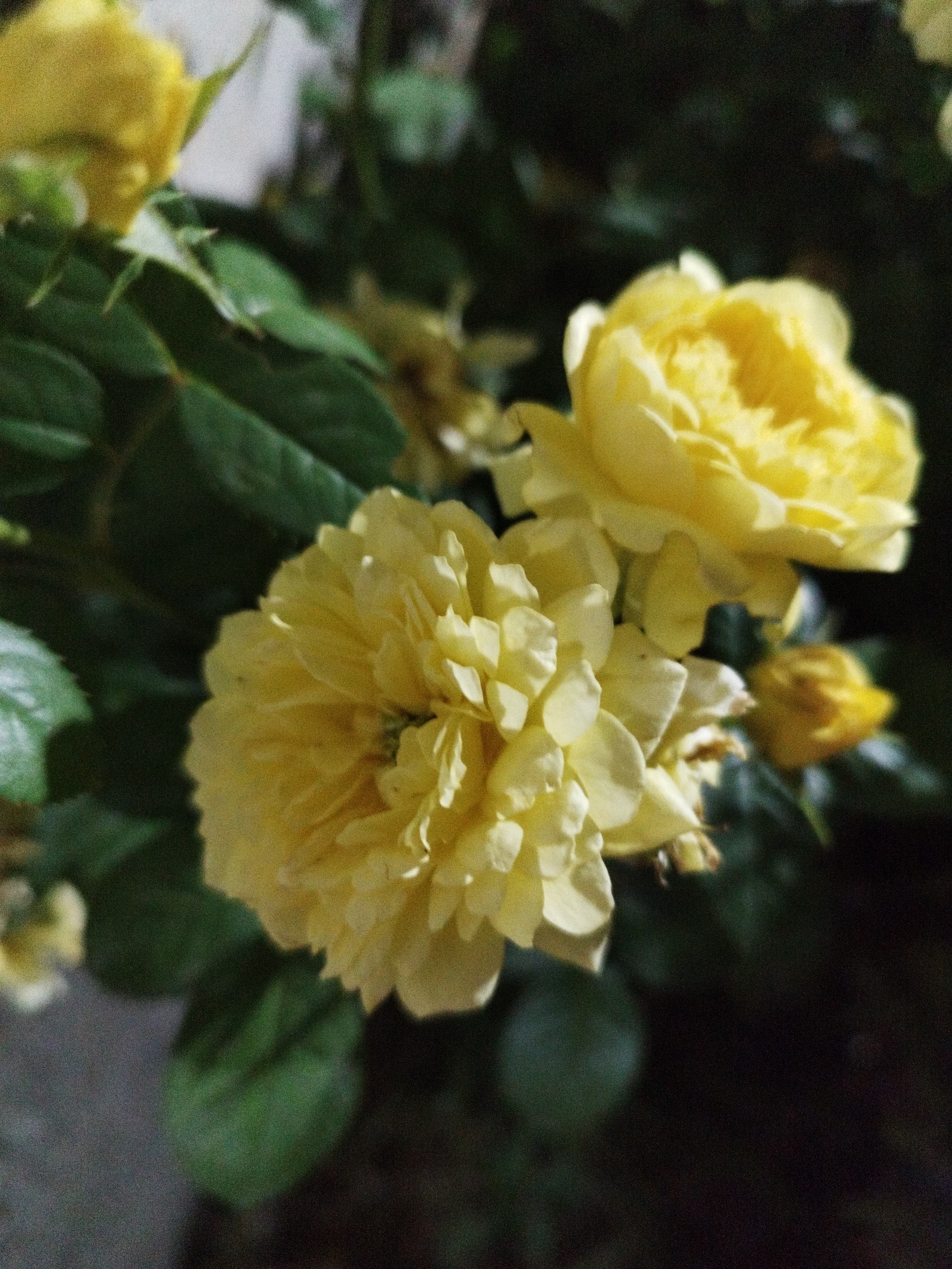 The image shows a close-up of several yellow roses in bloom, with dark green leaves visible in the background. The lighting suggests it might be evening or a dimly lit area, possibly outdoors given the natural setting of the flowers. The roses are the primary subjects, with one in sharp focus in the foreground, showcasing its many ruffled petals. Another rose, slightly out of focus, is visible above and to the right, also a vibrant yellow. A small, less developed rose bud is also present. The background is dark and blurred, emphasizing the flowers. There is no visible text. The location context is Shymkent, Kazakhstan, implying these are likely garden roses or wild roses found in the region. The overall mood is serene and natural, highlighting the beauty of the flowers.