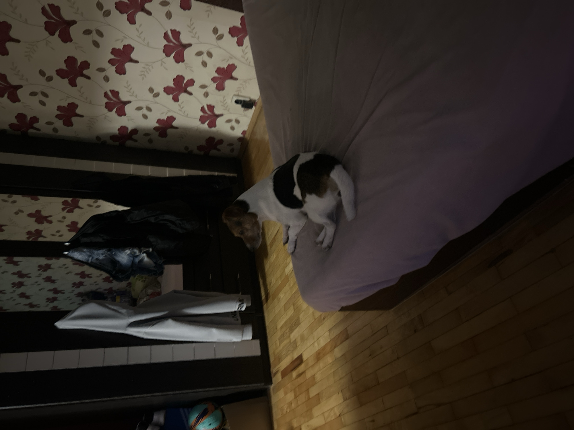 A dog is sitting on a bed in a bedroom. The dog is a small, short-haired breed with white, brown, and black markings. It is facing away from the camera, looking towards a wall with floral wallpaper. The bed is covered with a purple sheet. To the left of the bed, there is a wooden floor and a wardrobe with clothes hanging on it. The room is dimly lit, suggesting it might be nighttime or early morning. The image does not contain any specific landmarks or clues to indicate its location within Burgas, Bulgaria.