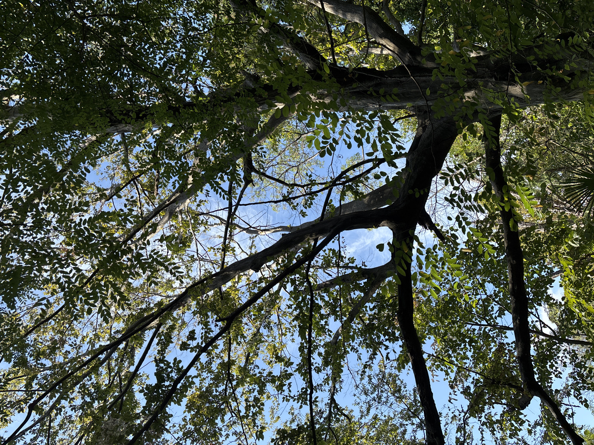 The image shows a view looking up into the canopy of a large, leafy tree, with the bright blue sky and scattered white clouds visible through the branches and foliage. The tree has a thick, textured trunk and numerous large branches that spread out, covered in dense green leaves. Sunlight filters through the leaves, creating dappled patterns of light and shadow. In the distance, other trees and foliage are visible, suggesting a natural or park-like setting. No people or animals are present in the image, and there are no identifiable man-made structures. The image appears to be a close-up shot of a tree canopy, emphasizing the interplay of light, leaves, and sky. The location in the city of Sochi, Russia is not discernible from the visual information provided in the image.