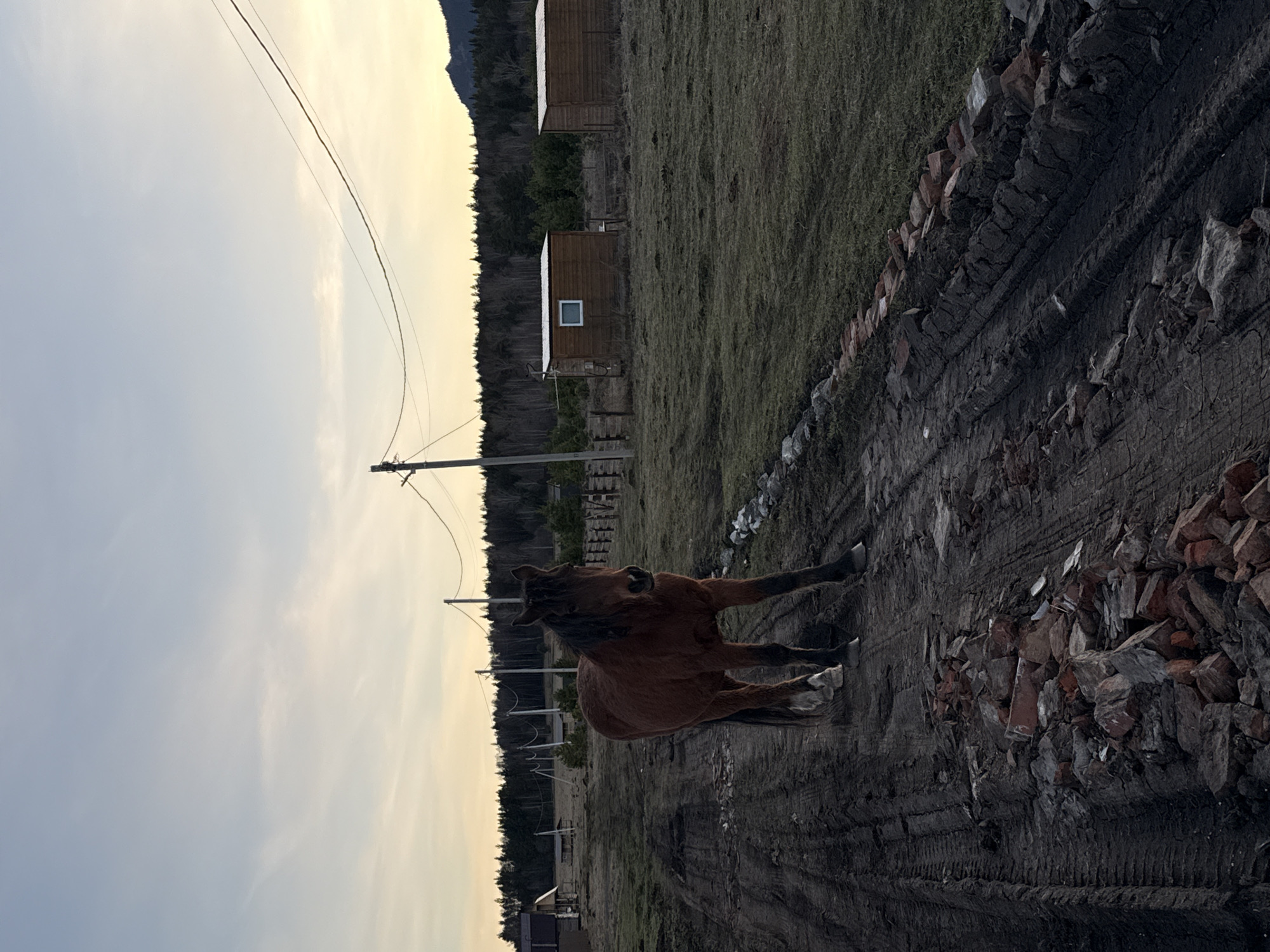 The image depicts a rural scene, possibly near Tyulyuk, Russia. A brown horse is the central subject, standing on a muddy path lined with rocks and debris. In the background are wooden structures resembling small cabins or sheds, interspersed with trees and vegetation. Utility poles with wires are visible against a sky transitioning from light blue to a yellowish hue, suggesting either dawn or dusk.