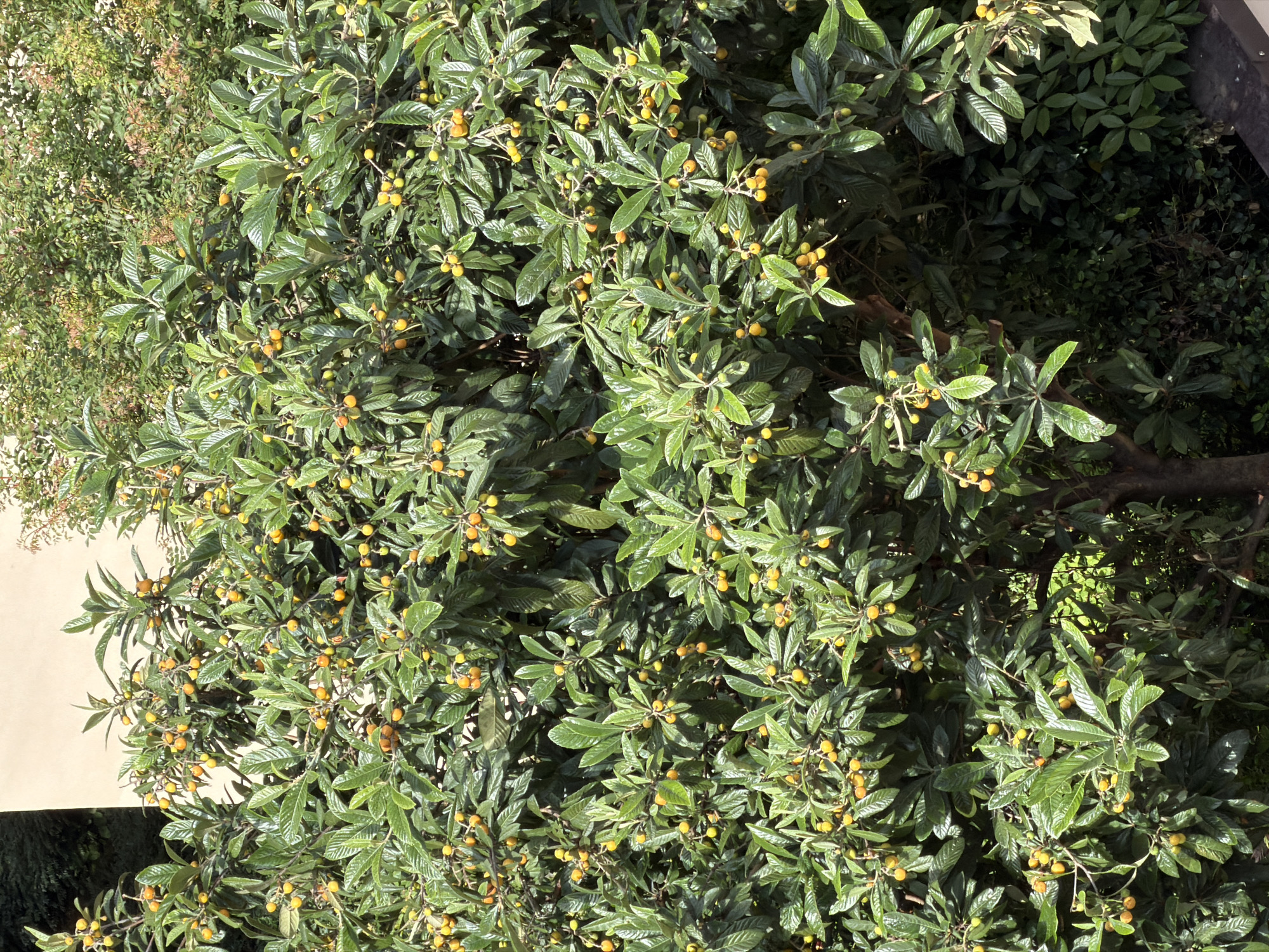 The image shows a loquat tree heavily laden with ripening fruits. The location is Milan, Italy, as it matches the known climate and vegetation of the region. The tree's leaves are a dark, glossy green, and the fruit is a yellowish-orange color. The tree appears to be growing in an urban environment, near other vegetation and possibly a building. The light suggests it is daytime, and likely sunny.