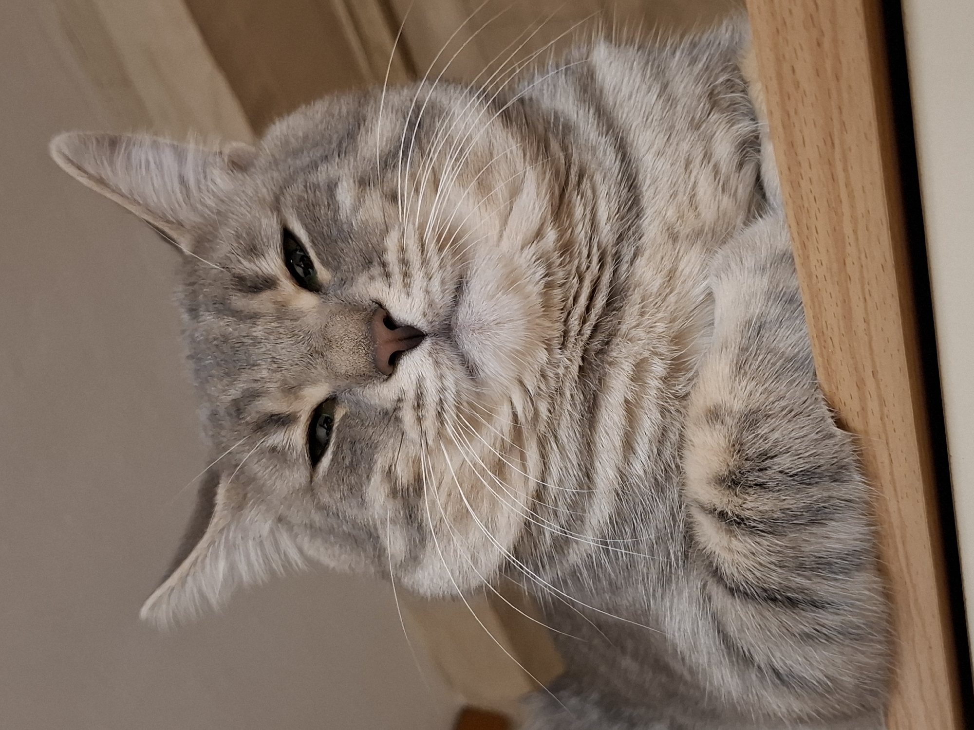 A close-up, horizontal portrait features a relaxed domestic cat, likely a tabby, with greyish-silver fur patterned with distinct darker stripes. The cat's head is on the left side of the frame, facing directly towards the viewer. Its eyes, which appear green or yellowish-green, are partially closed, conveying a calm, sleepy, or observant expression. Long, white whiskers extend prominently from its muzzle, which has a small, pinkish-brown nose. One pointed ear is visible on the upper left, detailed with soft fur.
The background is simple and soft-focused. On the right side of the image, a vertical strip of light brown wooden furniture or trim with a visible grain provides a structural element. The area behind the cat's head and to the left is a uniform light beige or tan, possibly a wall or soft furnishing. The lighting is gentle and diffused, highlighting the intricate texture and patterns of the cat's fur. The cat appears to be resting indoors, possibly on a elevated surface, in a serene moment. There is no visible text in the image. The location context for this scene is Novi Sad, Serbia.