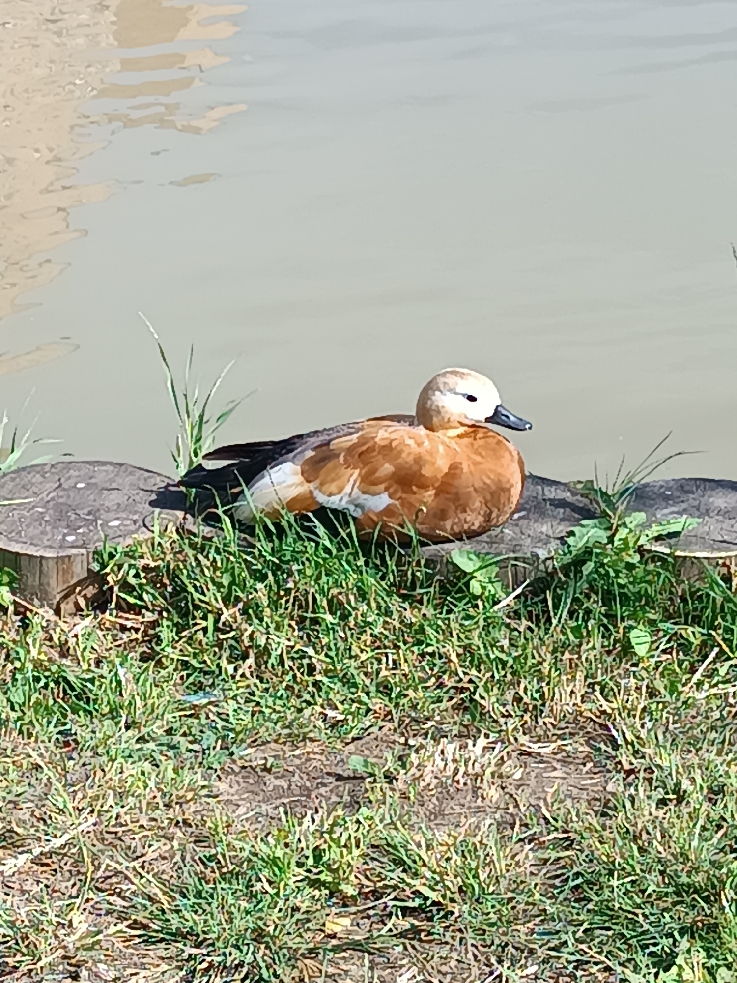 A ruddy shelduck with light brown plumage and a darker bill is resting on a log next to a body of water. The duck is facing to the right, with its head turned slightly towards the viewer. The water is murky and appears to be reflecting the sky. The log is covered in green grass and some small plants. The ground in front of the log is also covered in grass.