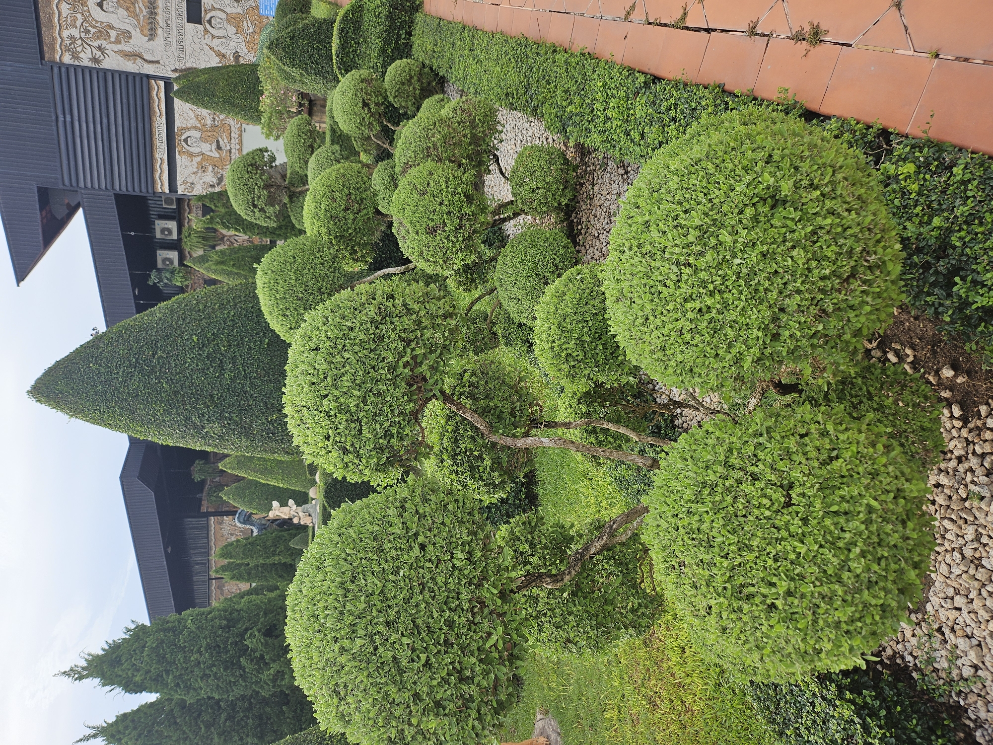 The image depicts a meticulously landscaped garden area in front of a building. The garden features various topiary trees, primarily in spherical and conical shapes, with lush green foliage. In the foreground, several rounded bushes are prominently displayed, with their branches artfully shaped. The ground is covered with small, light-colored pebbles, and a neatly trimmed hedge runs along the right side of the garden, bordering a pathway made of terra cotta tiles. In the background, a modern building with a dark, slanted roof is visible. The building's facade is adorned with intricate relief carvings depicting figures, possibly religious or historical in nature. The overall environment suggests an outdoor space in a city, likely a tourist attraction or a well-maintained public area. The location is identified as Na Chom Thian, Thailand. No people are visible in the frame.