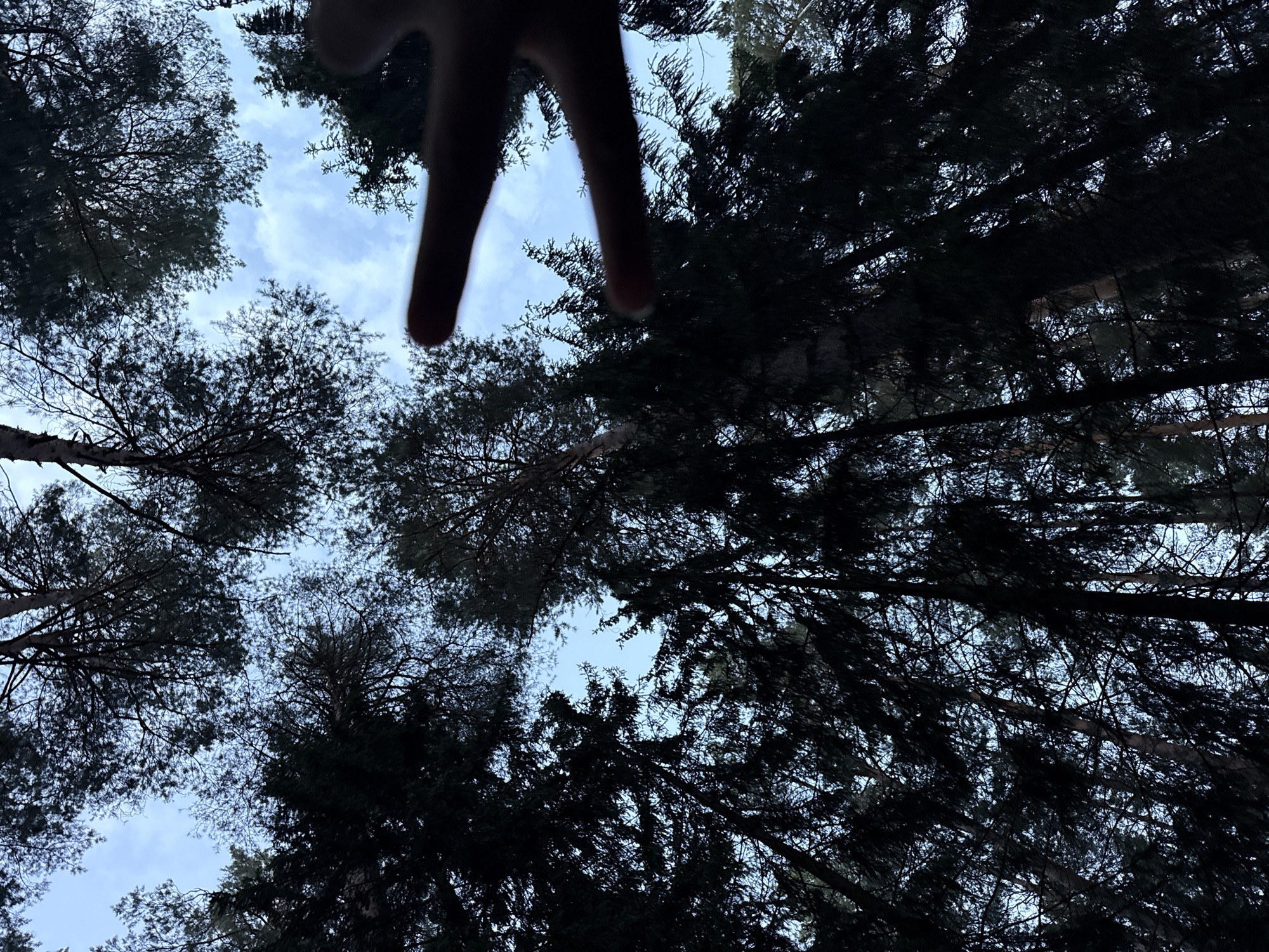 This media file captures a low-angle perspective looking up through a canopy of dark evergreen trees towards a cloudy sky. The branches of the trees are densely packed, creating a silhouette against the lighter sky. In the upper portion of the frame, a hand is visible, with two fingers extended downwards, as if framing the view or interacting with the scene. The lighting suggests it is daytime, likely late afternoon or early morning due to the diffused light and the dark tones of the trees. The presence of evergreen trees and the cloudy sky provide a general indication of a temperate forest environment. The overall mood is somewhat introspective or contemplative, possibly evoking a sense of being immersed in nature. There is no visible text in the image. The location context of Камское, Russia, further reinforces the setting as a forest within that region.