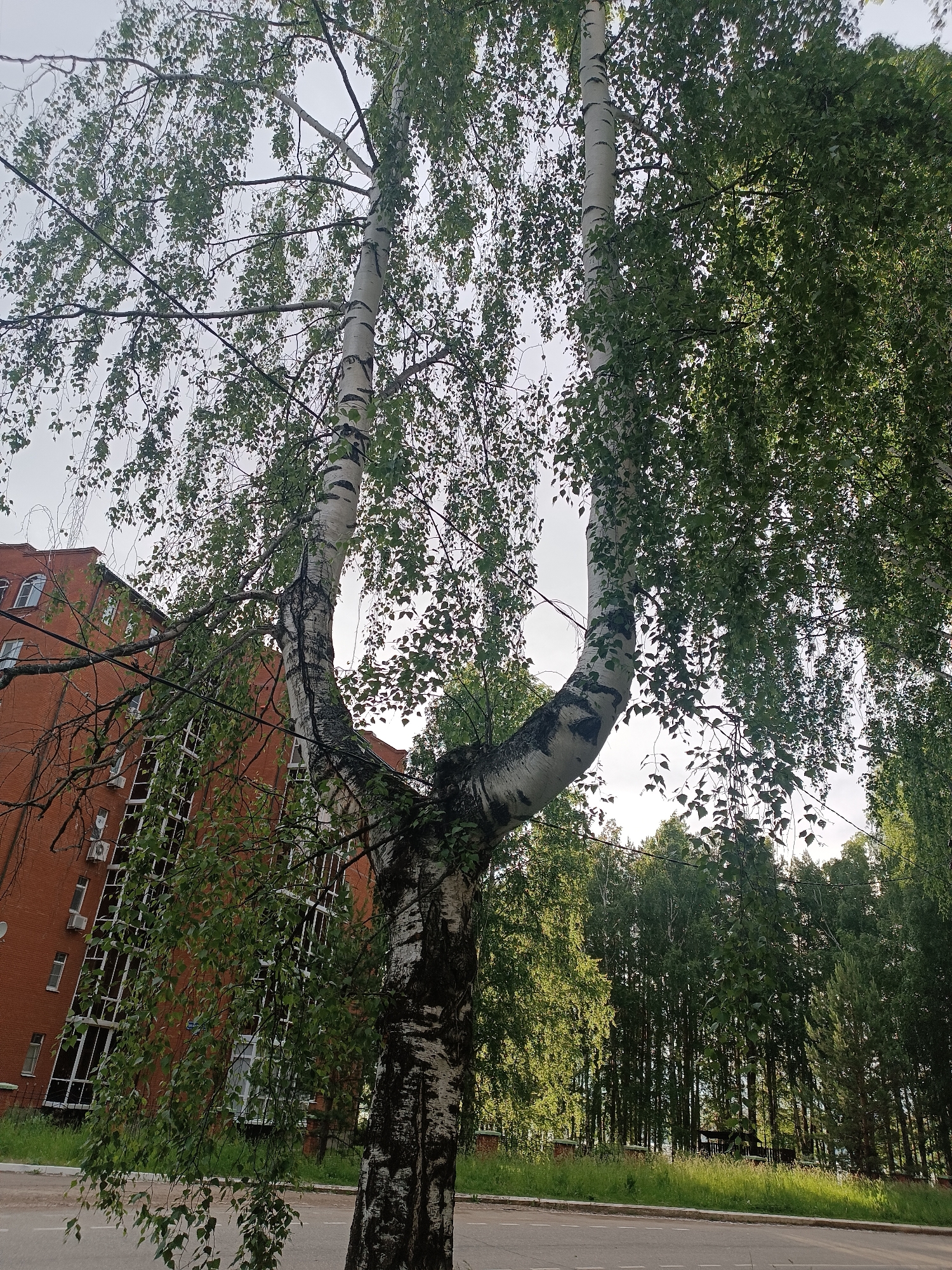 A tall, slender birch tree with white, black-striped bark is prominently featured in the foreground of the image, its branches arching upwards and outwards, laden with green leaves. The tree's trunk splits into two main branches, creating a distinctive shape. To the left of the tree, a multi-story brick building with numerous windows and air conditioning units is visible, its facade a reddish-orange hue. The building appears to be an apartment complex or office building. Behind the birch tree and extending into the background, a dense line of tall, green trees forms a natural barrier, their foliage creating a textured backdrop. The ground in front of the building and trees consists of a paved road and a strip of green grass. The sky above is overcast, with diffused light indicating it is daytime. The scene is urban, with a mix of natural and built environments. The image appears to be taken from a street-level perspective, looking upwards towards the tree and the building. The overall impression is one of a typical city scene where nature and architecture coexist. This image appears to have been taken in the city of Chaikovsky, Russia, as indicated by the presence of birch trees, a common species in the region, and the architectural style of the building, which is consistent with many residential buildings in Russian cities.