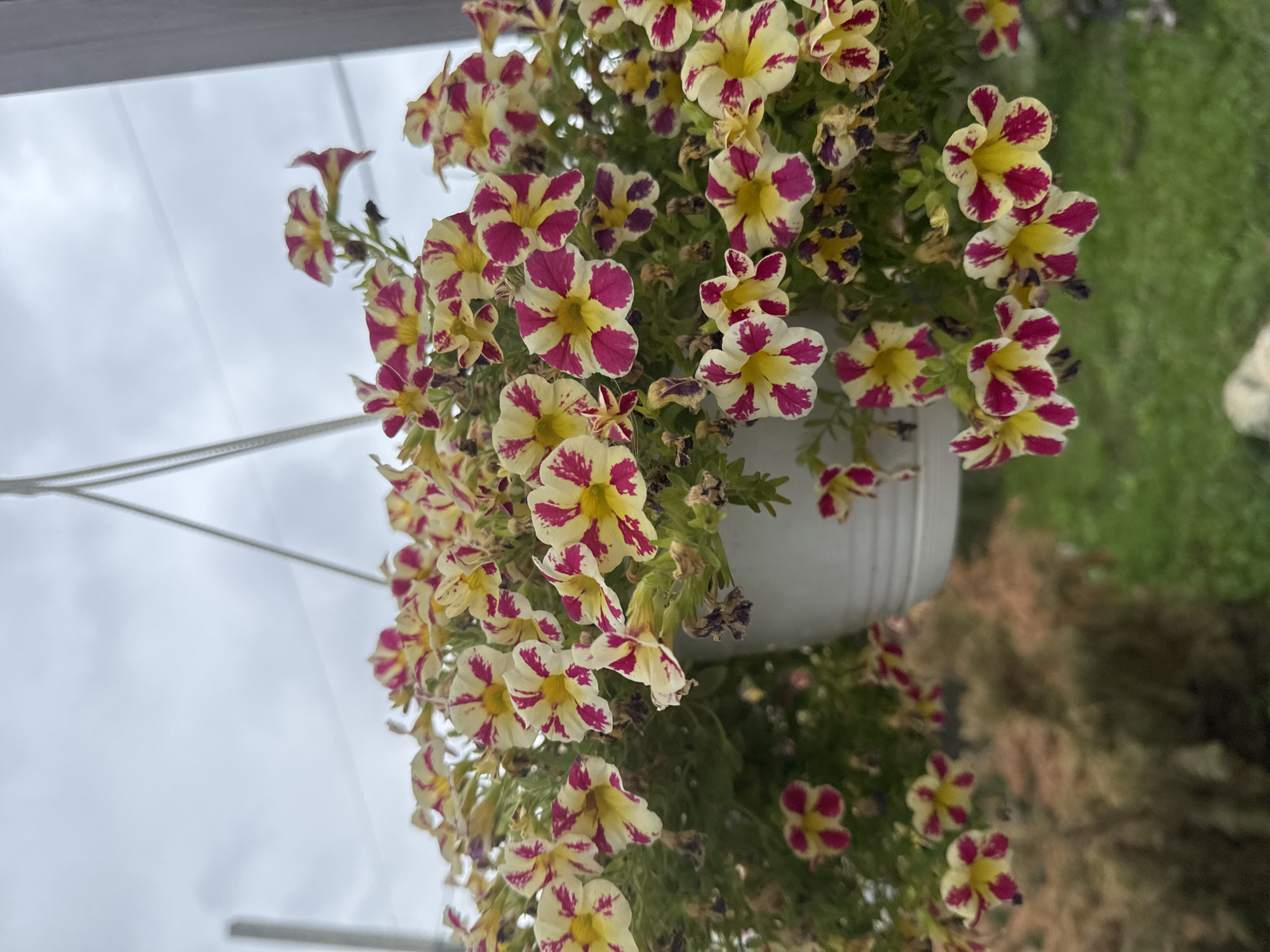 This is a close-up, medium-angle shot of a hanging planter filled with vibrant, multi-colored petunias. The flowers exhibit a striking pattern of white and yellow petals with bold magenta stripes. The planter itself is white and hangs from white cords against a backdrop of an overcast sky. In the lower portion of the image, out-of-focus greenery and foliage are visible, suggesting an outdoor setting in a garden or park. There are no people or animals present in the image. The scene is static and appears to be a detail shot of the blooming flowers. The location of Engels, Russia, is not discernible from the visual information provided.