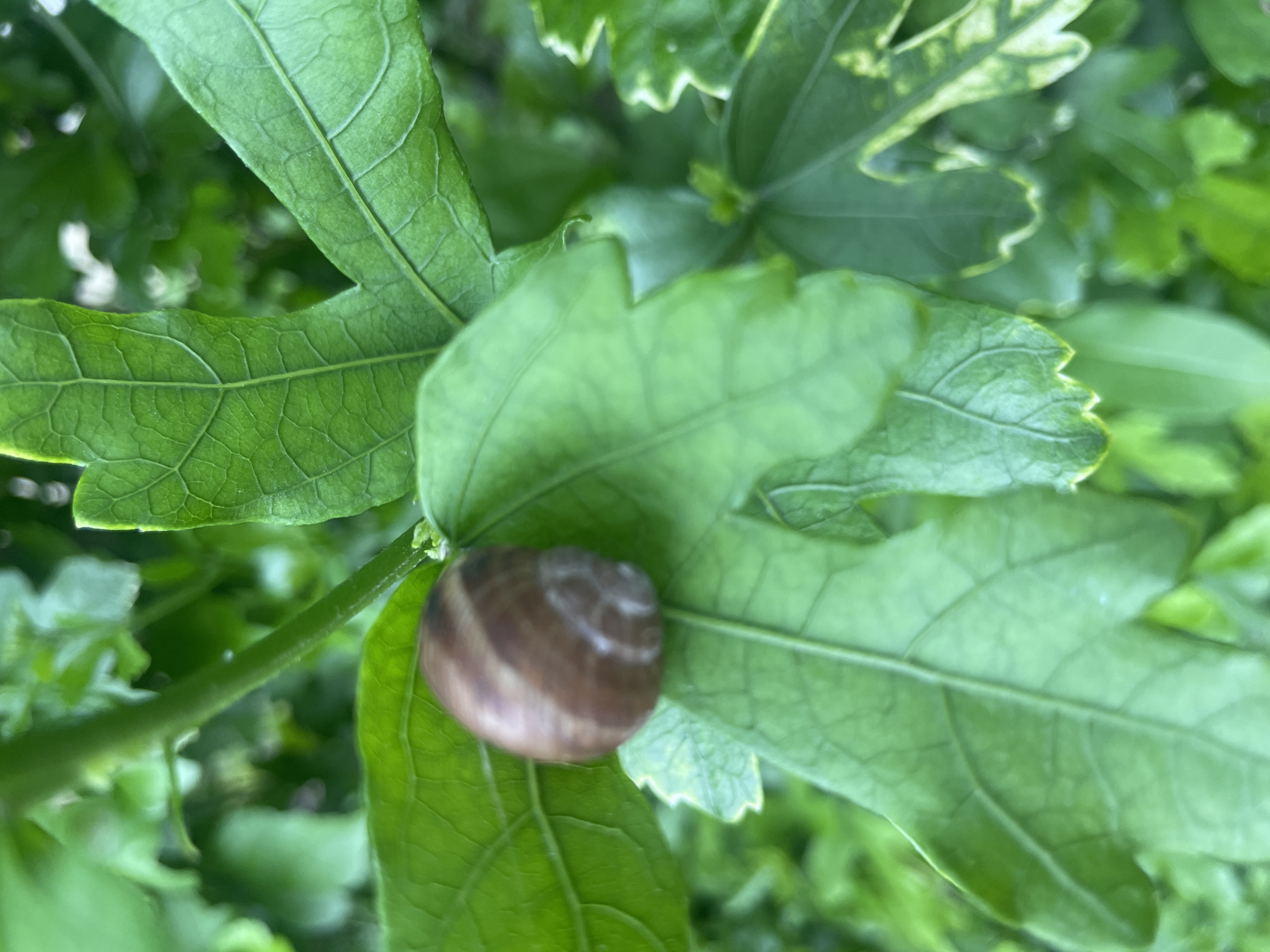 A snail clings to the underside of a green leaf. The leaf exhibits deep venation and a jagged edge. Other green foliage is visible in the background. The location is unknown and cannot be determined from the image.