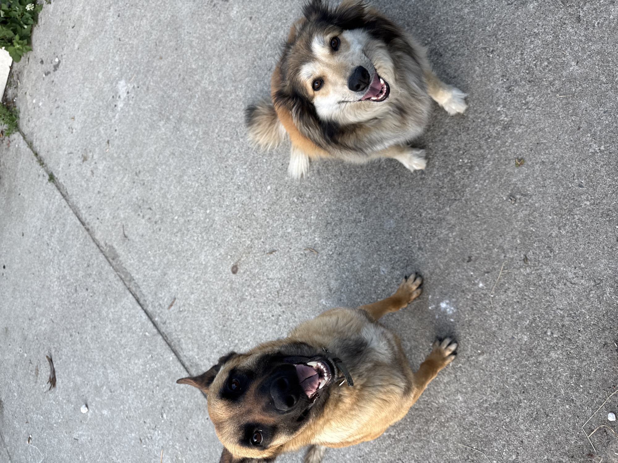 Two dogs are sitting on a concrete surface. The dog on the left is a tan-colored Belgian Malinois with its mouth open, panting. The dog on the right is a long-haired mixed breed with tan, brown, and white fur, also panting with its mouth open. Both dogs are looking up at the camera. The concrete appears to be a sidewalk or patio, with some small debris and a few blades of grass visible. In the upper right corner, there are some green plants. The scene is outdoors. The location in the city of Kroyanskoye, Russia is not discernible from the image.