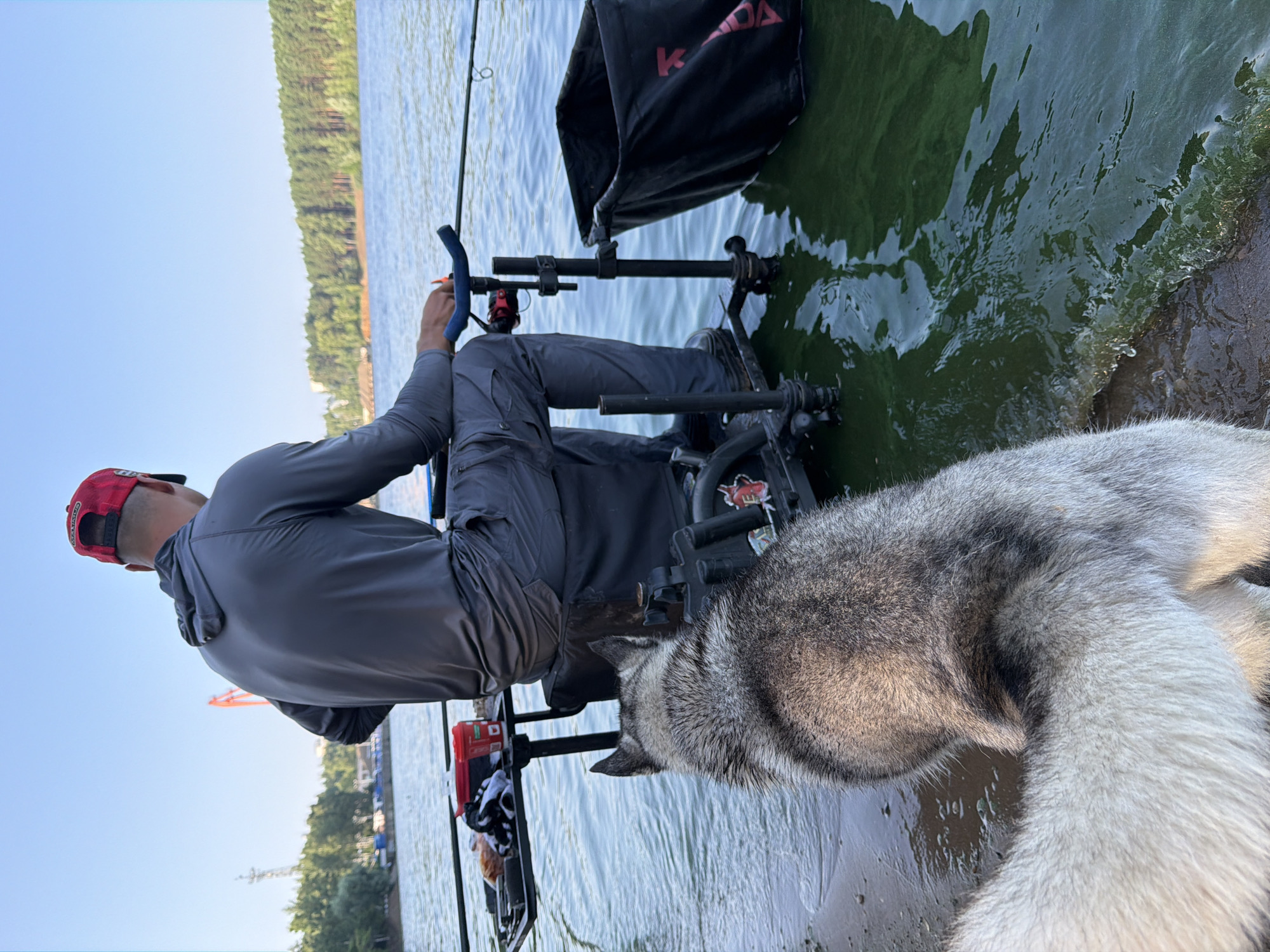 An outdoor, eye-level, medium shot shows a man fishing from a chair on the bank of a body of water. The man, seen from the rear, wears a gray hooded shirt, gray pants, and a red baseball cap. He is seated in a black fishing chair with a tray holding a red container, a towel, and other fishing gear. The chair is placed at the edge of the water, with its legs submerged. To the right of the chair, a black fishing net is partially submerged in the water. In the foreground, a husky dog is facing away from the camera, looking towards the water. The water is green and rippling, with some algae visible. In the background, a line of trees and buildings can be seen on the opposite bank, under a clear blue sky. The scene appears to be in a park or recreational area. This location is the Kama River embankment in Chaikovsky, Russia.
