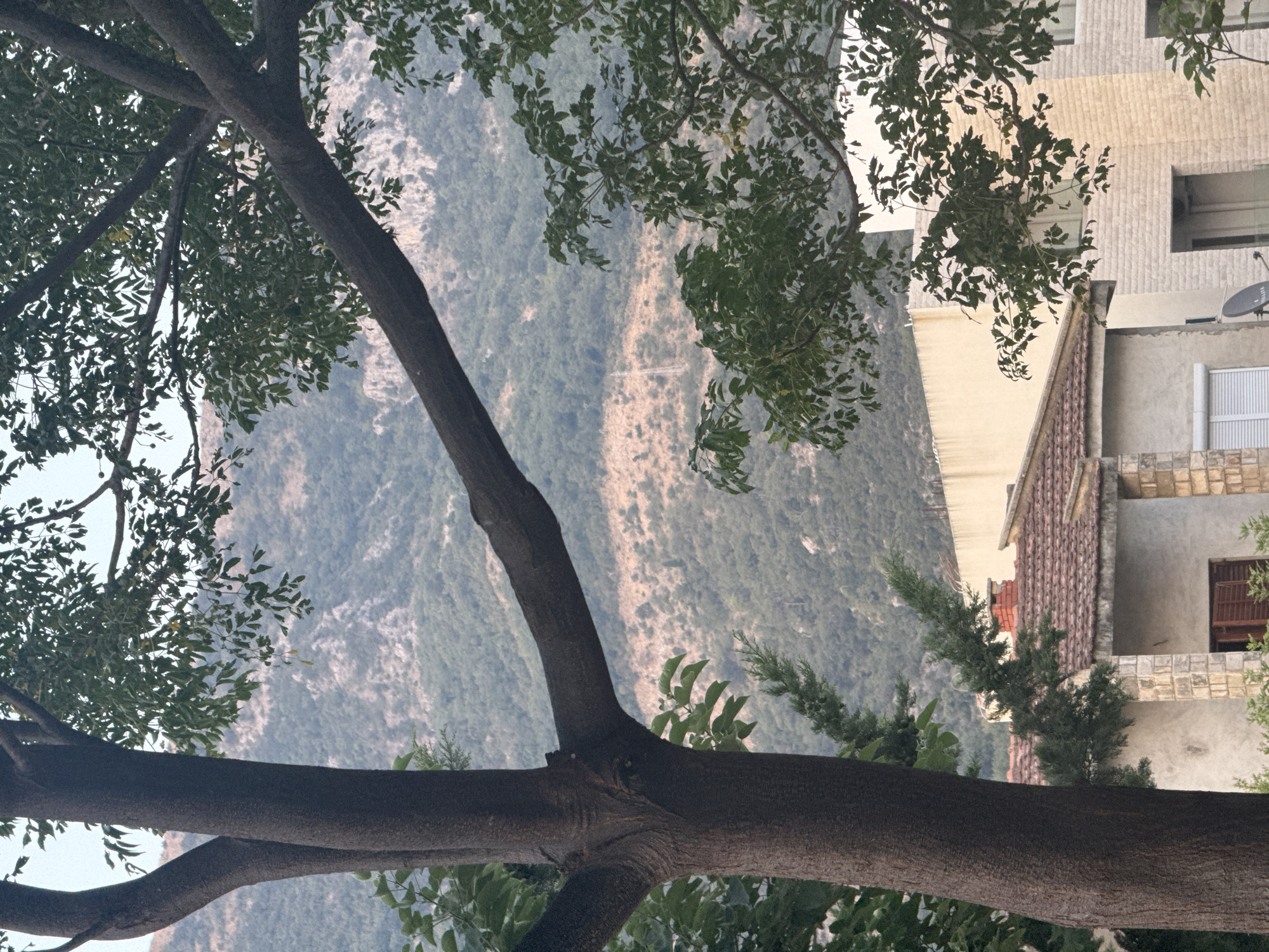The image captures a view from an elevated position in Sutomore, Montenegro, looking towards the mountains. In the foreground, a large, dark-barked tree dominates the left side, its branches extending across the frame and partially obscuring the view. Lush green foliage from this tree and another on the right creates a natural framing effect. Below the trees, a portion of a residential area is visible. A house with a red-tiled roof and a brick chimney is situated on the left, constructed with stone and stucco walls. Adjacent to it, on the right, is a more modern, multi-story building with a light-colored, textured facade. The background consists of rolling, green-covered mountains, with some lighter, rocky outcrops visible. The sky is a pale, overcast blue. There are no people or animals visible in the scene. The overall impression is one of a serene, natural setting with a touch of urban development.