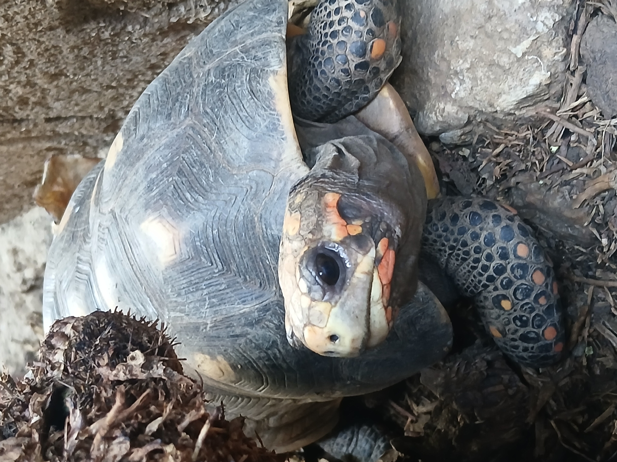 A close-up shot shows the head and front legs of a red-footed tortoise. The tortoise has a grey shell, a light brown head with orange markings, and black eyes. Its front legs are grey with black scales and orange spots. The tortoise is surrounded by dry leaves, branches, and rocks, suggesting a naturalistic enclosure, possibly in a zoo or wildlife sanctuary. The background is a blur of earthy tones. The image does not contain any information about Juan Griego, Venezuela.