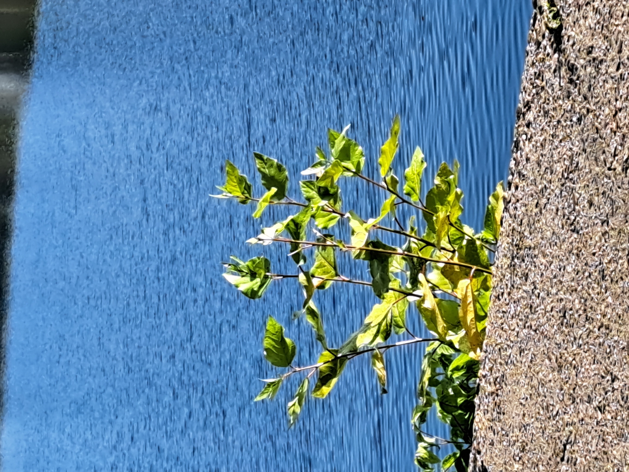 A low-angle, close-up shot captures a small sapling with vibrant green and yellow leaves emerging from a textured, gravel-covered embankment. The embankment occupies the lower portion of the frame, with the sapling's slender, brown branches reaching upwards and outwards. Behind the embankment, the vast expanse of blue water fills the upper two-thirds of the image, its surface rippled by a gentle breeze. The water's hue transitions from a deep, tranquil blue to lighter shades, reflecting the bright daylight. The scene is devoid of any human presence, and the environment suggests a natural setting, possibly a park or the edge of a lake or river within the city of Irkutsk, Russia.