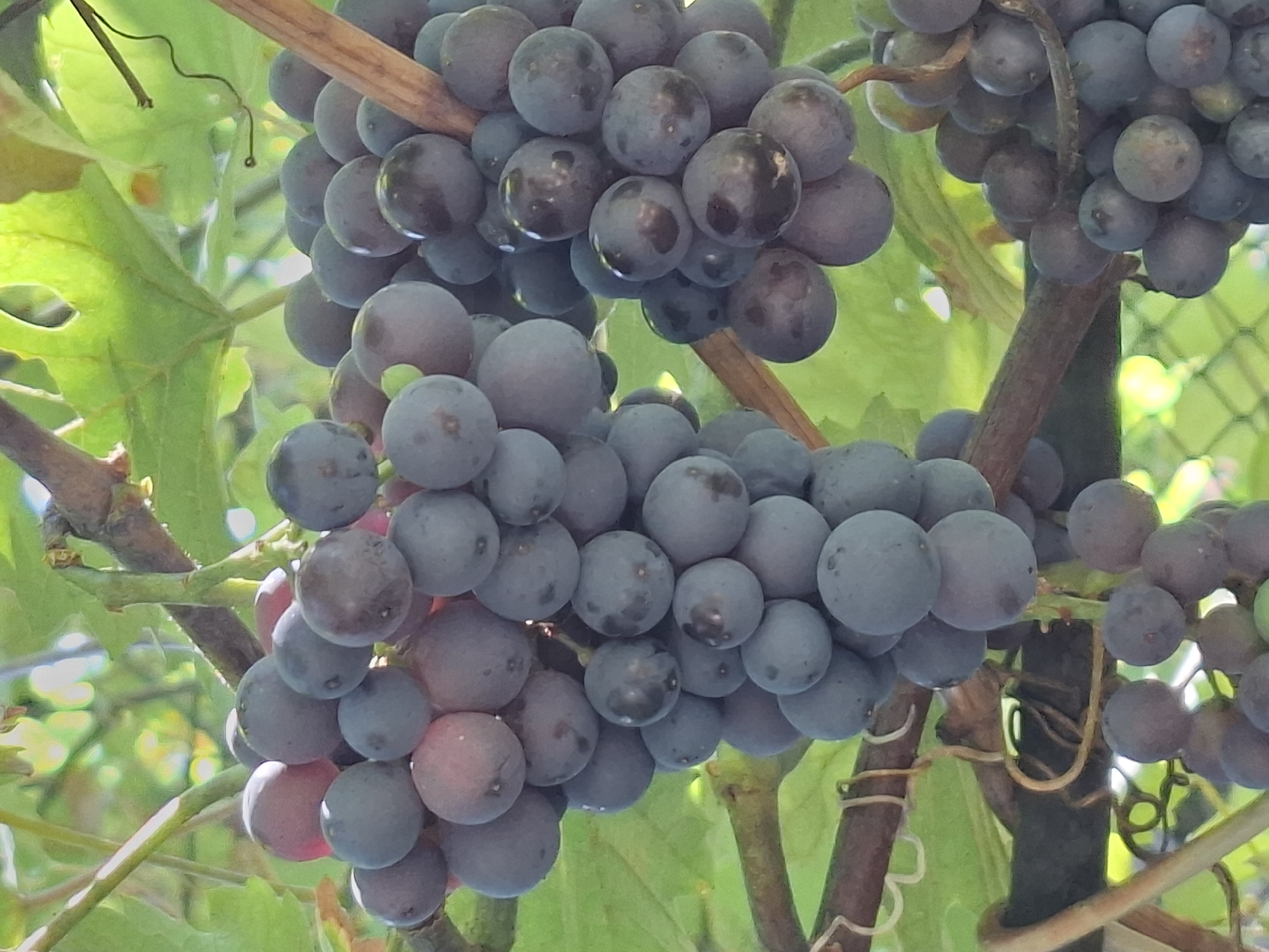 A close-up shot focuses on a cluster of dark purple grapes hanging from a vine. The grapes are plump and round, with a dusty bloom on their skins, indicating they are ripe. The vine is a deep brown, with tendrils curling around it. Lush green grape leaves form a vibrant backdrop, some dappled with sunlight. In the lower right corner, a hint of a green chain-link fence is visible, suggesting an outdoor setting. The overall impression is one of abundance and natural beauty. This scene is likely from a vineyard or a garden in the city of Almaty, Kazakhstan, a region known for its fruit cultivation, especially grapes, due to its favorable climate and fertile soil in the foothills of the Tian Shan mountains.