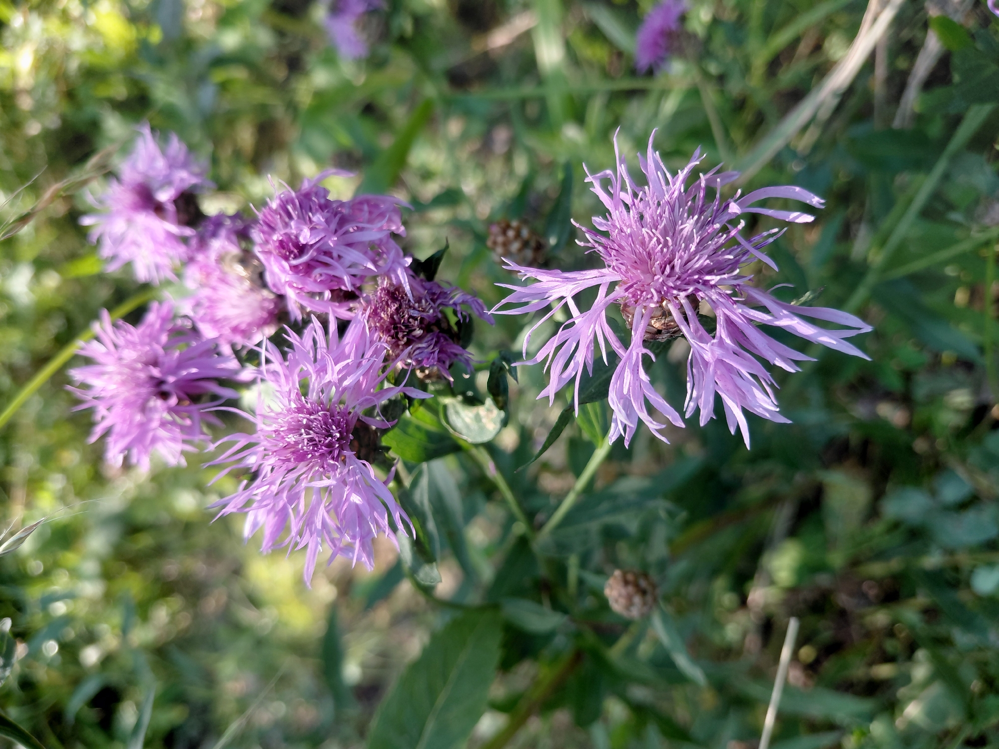 The image displays a close-up, naturalistic view of a cluster of purple thistle-like flowers in bloom. The flowers, with their spiky petals and intricate centers, are the primary subjects, positioned across the foreground and mid-ground of the frame. The dominant colors are shades of purple from the flowers and various greens from the surrounding foliage, which includes leaves and blades of grass. The background is softly blurred, indicating a shallow depth of field, with dappled sunlight creating a bokeh effect. There are no people, animals, or man-made objects visible. The setting appears to be a natural, outdoor environment, possibly a meadow or roadside verge, with the lighting suggesting it is daytime. There is no specific information in the image to indicate its location in Chernivtsi, Ukraine.