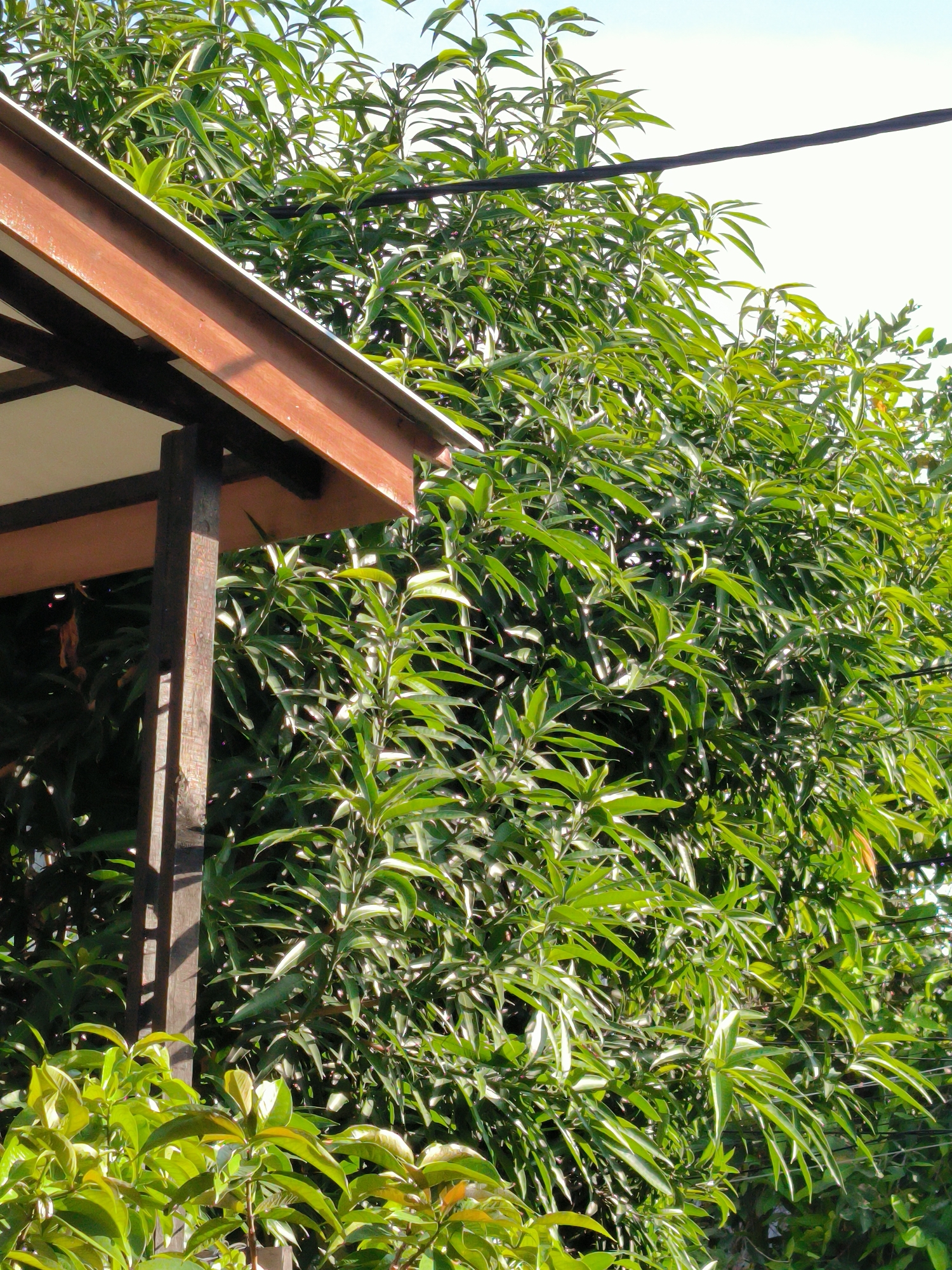 The image shows a partial view of a wooden structure with a brown roof and support beam, likely part of a gazebo or small building. Abundant green foliage from trees or shrubs fills the right side of the frame, partly obscuring the structure. An electrical wire runs across the upper portion of the trees. The location is Lhokseumawe, Indonesia.