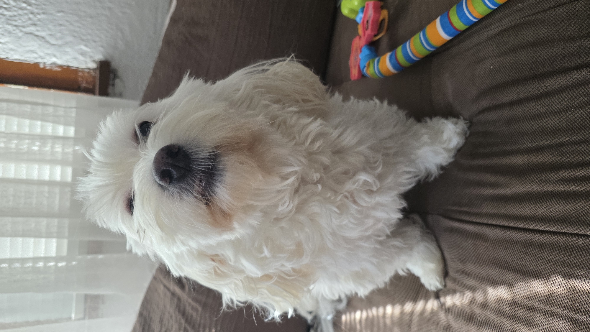 A white, fluffy dog with a black nose is lying on a brown couch. The dog is facing the camera. In the background, there are white blinds. A colorful toy is partially visible at the top right of the frame. No information is available to determine if the picture was taken in the city of Blagoevgrad, Bulgaria.