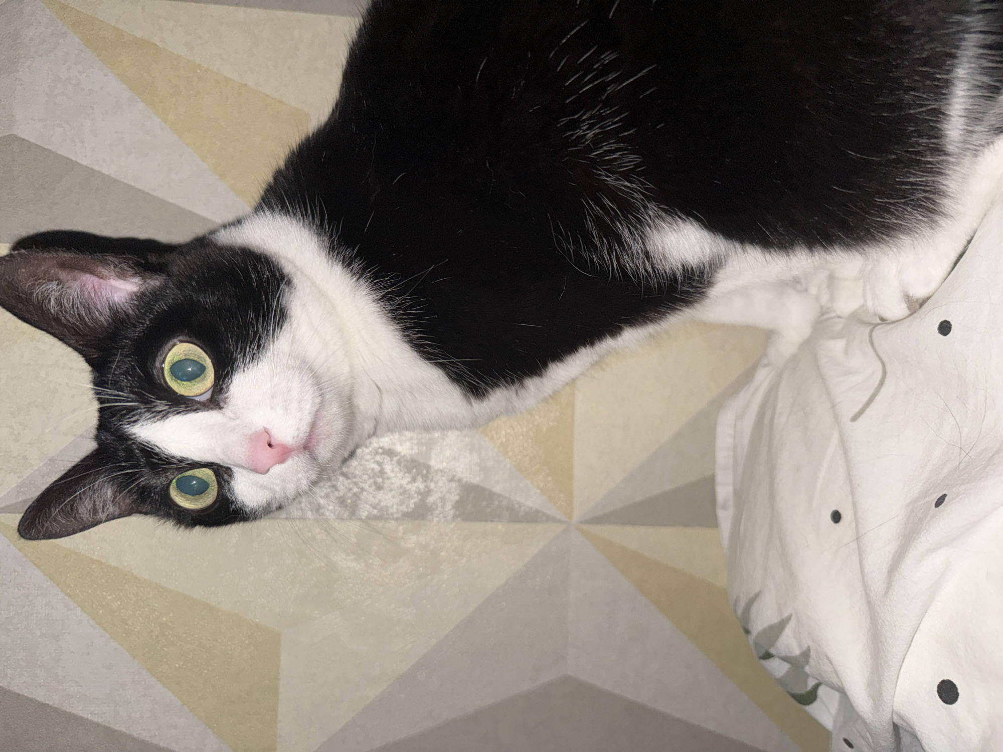 A black and white cat with green eyes is lying on a bed. The background includes a patterned bedspread and white sheets. There is no indication that the photo was taken in Chaikovsky, Russia.