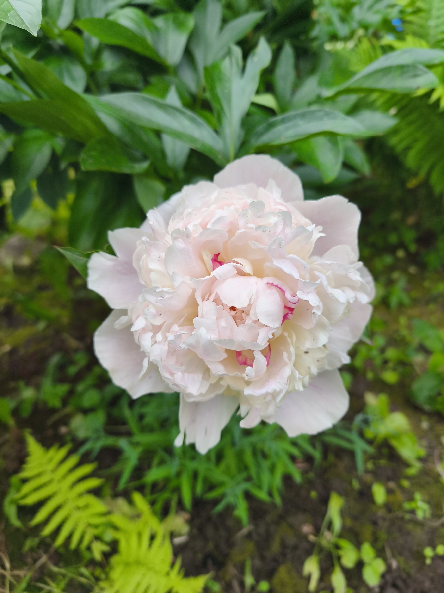 In a garden setting in Dolzhikovo, Russia, a close-up, eye-level shot captures a pale pink peony bloom in full flower. The peony's petals are densely layered, with subtle variations in color from near white to a soft blush, and hints of deeper pink at the center. The flower is the central subject, its intricate texture and delicate hue dominating the frame. Surrounding the peony are lush, green foliage, including large, broad leaves and feathery fern fronds, which create a soft, out-of-focus backdrop. The ground beneath the plants appears to be dark soil, with a scattering of small green shoots. The lighting is soft, suggesting an overcast day or dappled sunlight, which enhances the gentle tones of the flower and foliage. There are no people or animals present in the scene.