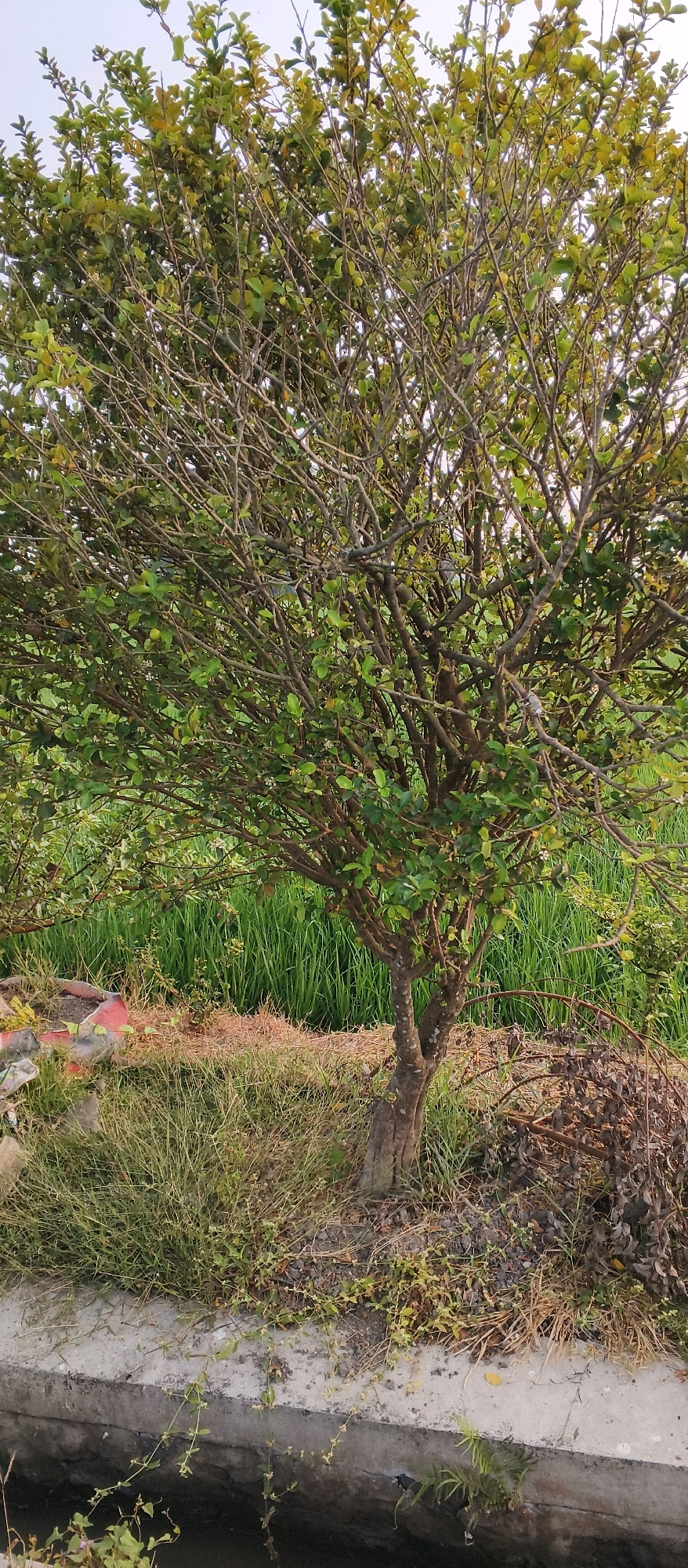 A medium shot captures a small, leafy tree situated outdoors with a lush green field in the background. The tree, with its brown, textured bark, stands in the center of the frame, its branches reaching outwards, adorned with small green leaves and delicate white flowers. To the left of the tree, a large, weathered orange pot lies on its side, filled with soil and surrounded by dry grass. The foreground features a concrete structure with water flowing beneath it, and various types of vegetation, including grass and small plants, grow around the base of the tree and along the edge of the concrete. The overall setting suggests a rural or semi-rural environment. The image is taken in Japanan, Indonesia.