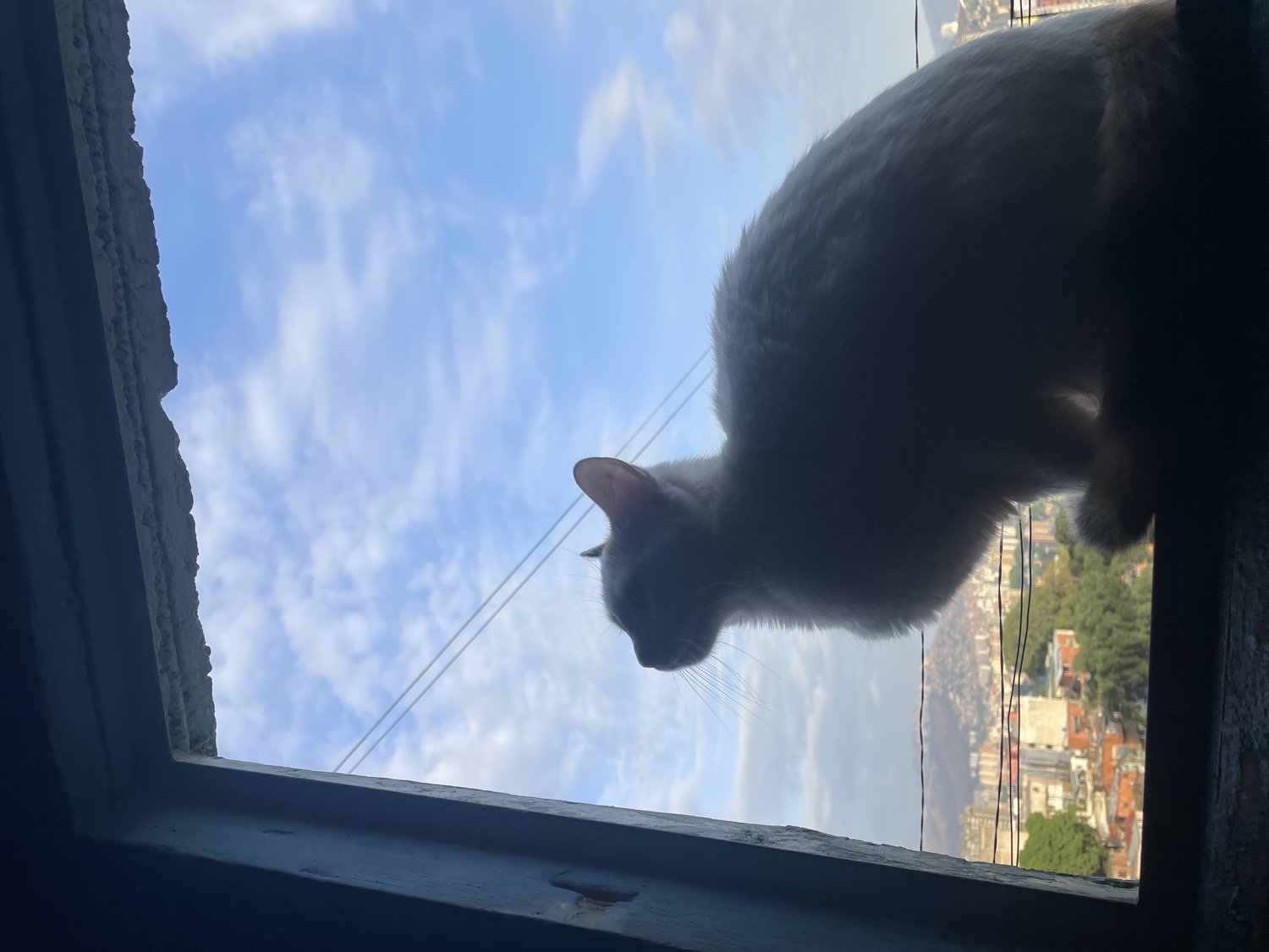 An image, captured from an upward angle, shows a white cat silhouetted against a bright, cloudy sky, looking out of a window. The cat is positioned on a dark, weathered windowsill or ledge, its body largely obscured by shadow due to strong backlighting. Its head is slightly turned to the left, revealing the outline of an ear and faint whiskers.
The sky is a clear blue with numerous scattered white clouds, indicating a bright day, likely morning or afternoon. Below the horizon line, a sprawling urban landscape unfolds, featuring various buildings and some green hillsides, consistent with the city of Caracas, Venezuela. Several thin power lines or cables stretch across the sky, adding an element of infrastructure to the view.
The dark, rough-textured window frame occupies the left and bottom portions of the photograph, suggesting the image was taken from inside a room looking outwards and upwards. The perspective emphasizes the vastness of the sky and the distant city, while the cat serves as a contemplative foreground subject. No text is visible in the image.