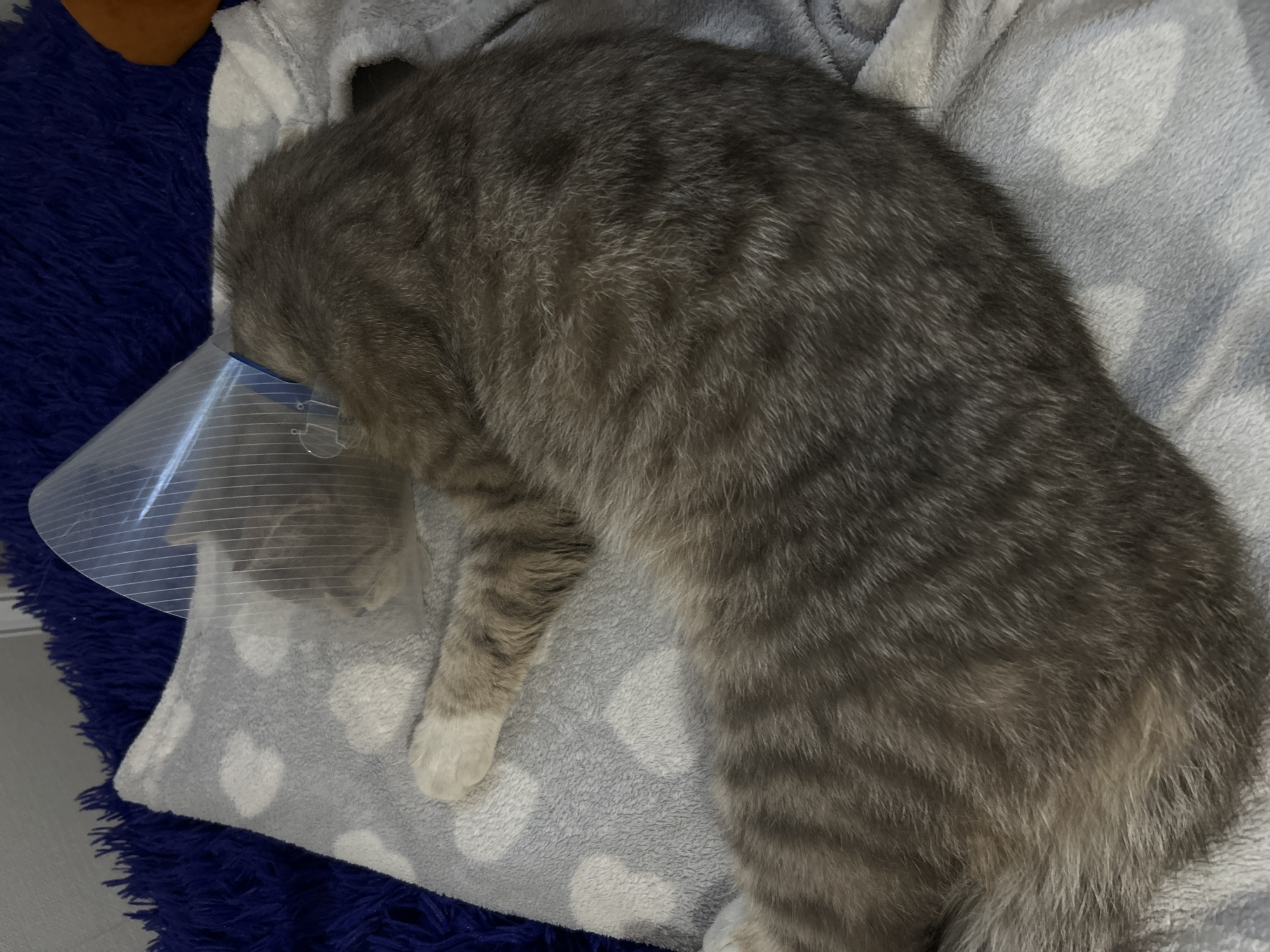 The image shows a grey tabby cat wearing a clear plastic Elizabethan collar, lying curled up on a soft, grey blanket with a white polka dot pattern. The cat is positioned on its side, facing away from the camera and towards the left of the frame. Its paws are tucked beneath its body. Behind the cat and the blanket, a dark blue, furry surface is visible, possibly a pet bed or cushion. To the right of the cat's head, a portion of an orange object can be seen. The lighting is dim, suggesting an indoor environment. There is no specific information in the image that would allow for the identification of its location in Melitopol, Ukraine.