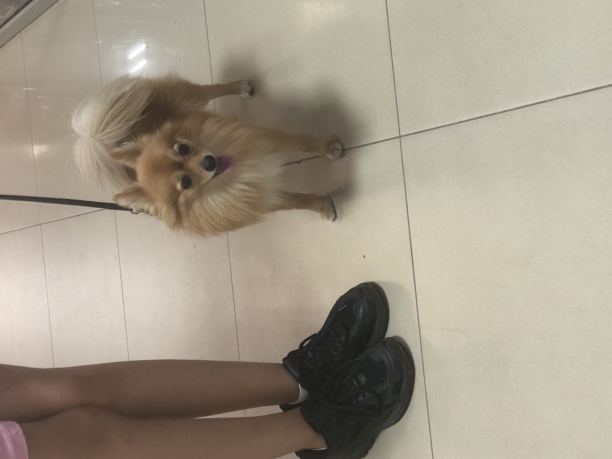 A Pomeranian dog, with light brown fur and a fluffy tail, stands on a tiled floor, looking up at the camera with its pink tongue peeking out. The dog is wearing a black leash. In the foreground, a person's legs are visible, wearing black athletic shoes. The person is also wearing pink shorts. The scene appears to be indoors, possibly a hallway or a room with light-colored tiles and visible grout lines. The lighting suggests it could be daytime, but no specific time of day can be determined. No text is visible in the image. The overall impression is a casual moment with a pet.