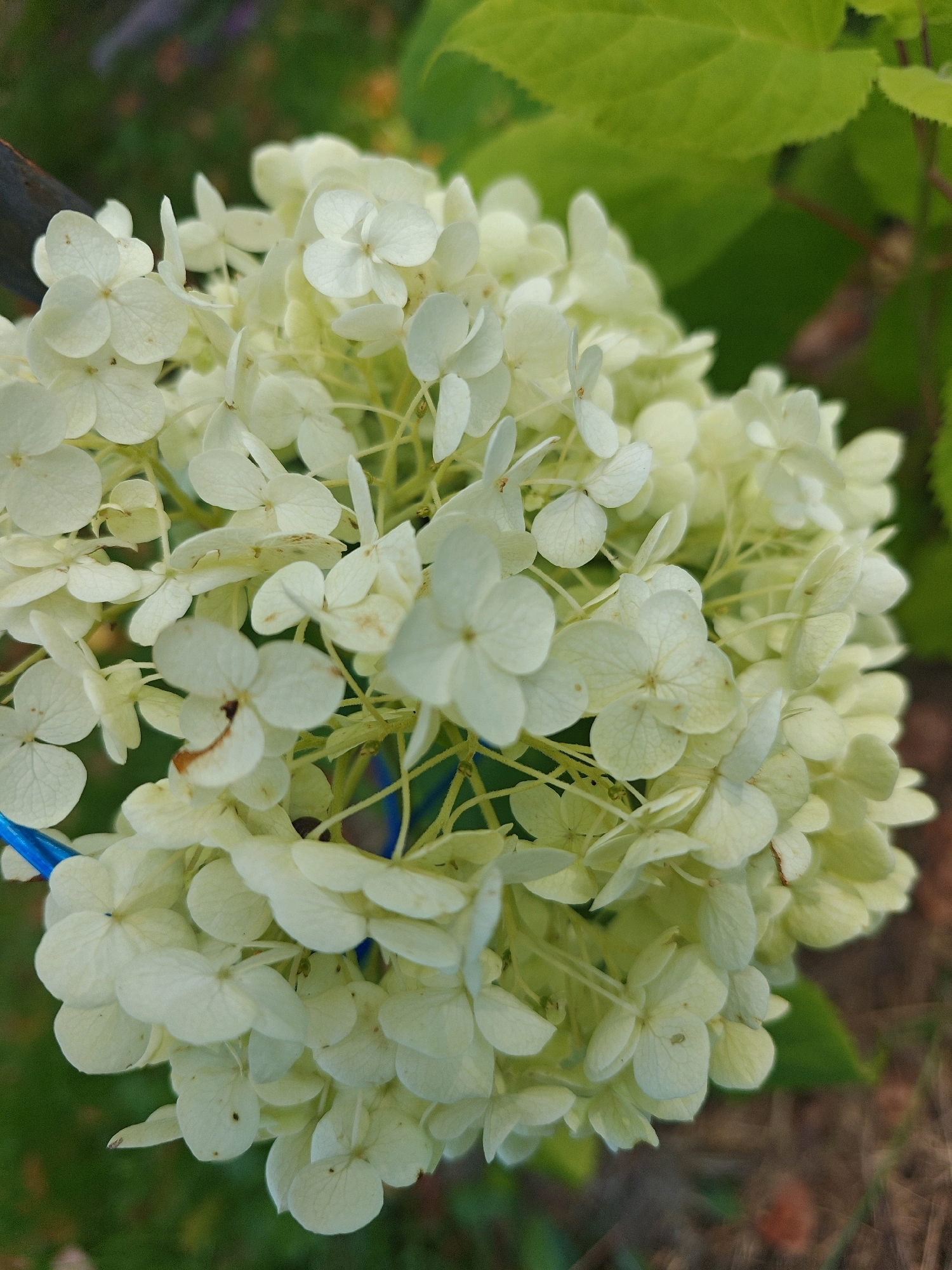 A close-up, slightly angled shot focuses on a cluster of small, pale yellow hydrangea flowers. The flowers are densely packed, with many individual florets visible, some appearing slightly wilted or with brown spots. The background is softly blurred, showing hints of green leaves and darker foliage. A thin blue string or ribbon is visible in the lower left portion of the image, looped around some of the flower stems. The lighting is natural and appears to be outdoors during the daytime. The image quality is moderate, with some visible noise and slight softness in focus. No people or animals are present in the frame. The location is not discernible from the visual information provided in the image.