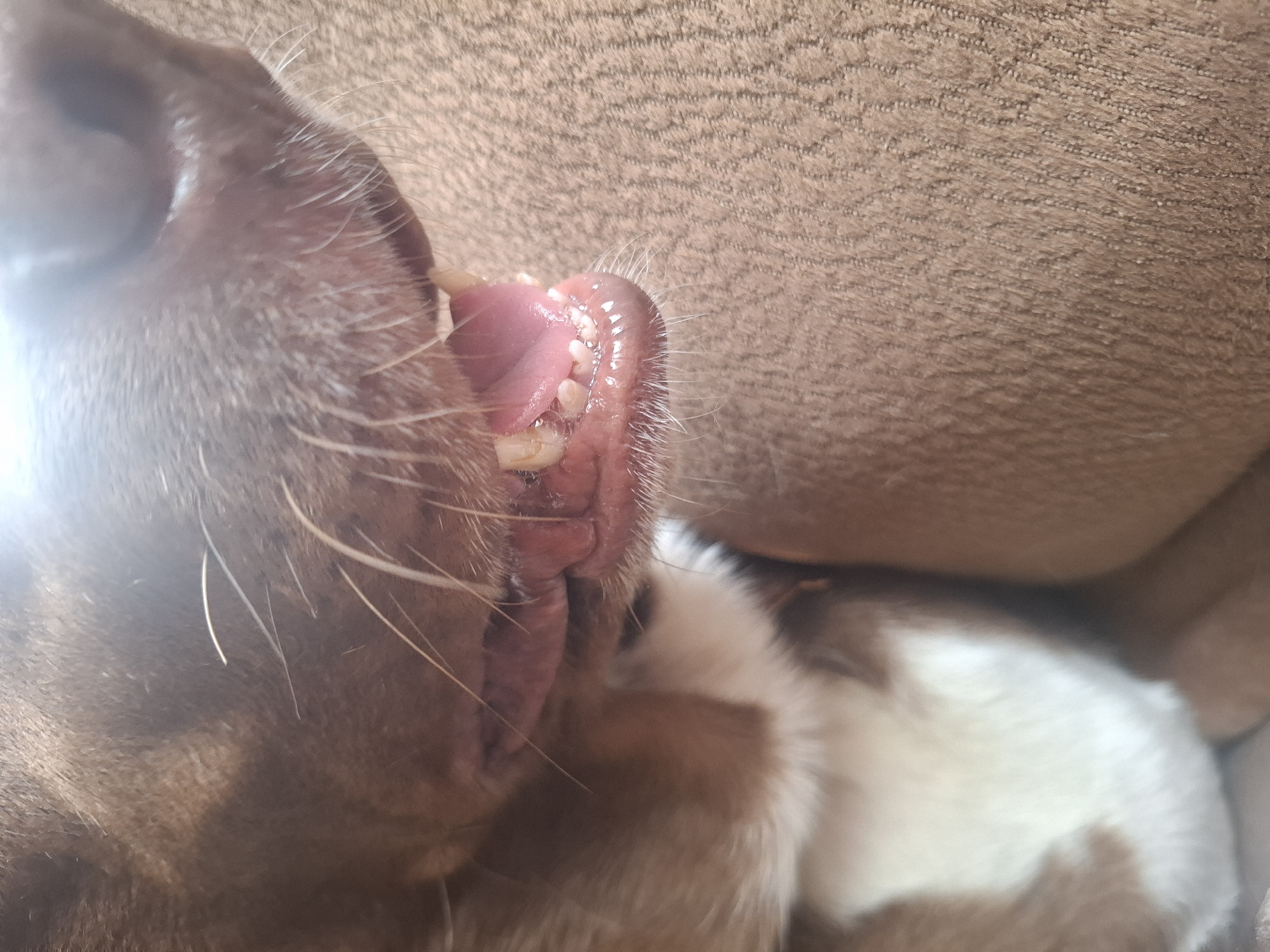 This is a close-up, horizontal, eye-level photograph of the open mouth of a dog, likely a medium-sized breed with dark brown fur. The dog's mouth is open, revealing its pink tongue and numerous teeth, some of which appear to be puppy teeth given their size and shape. The gums are also visible and appear healthy. The dog's muzzle and some of its whiskers are visible on the left side of the frame, and a glint of light suggests a flash or strong light source was used.
The background is a textured, light brown surface, possibly a couch or blanket, which is out of focus. To the right of the dog's mouth, a portion of another animal's body is visible. This appears to be a smaller animal, possibly a puppy or kitten, with white and brown fur. The juxtaposition of the two animals suggests they may be interacting or resting together.
The image is well-lit, though a bright glare on the left side of the dog's face is prominent. There is no visible text in the image. The context provided places the location in Naucalpan de Juárez, Mexico. The overall mood of the image is casual and intimate, capturing a quiet moment between animals.