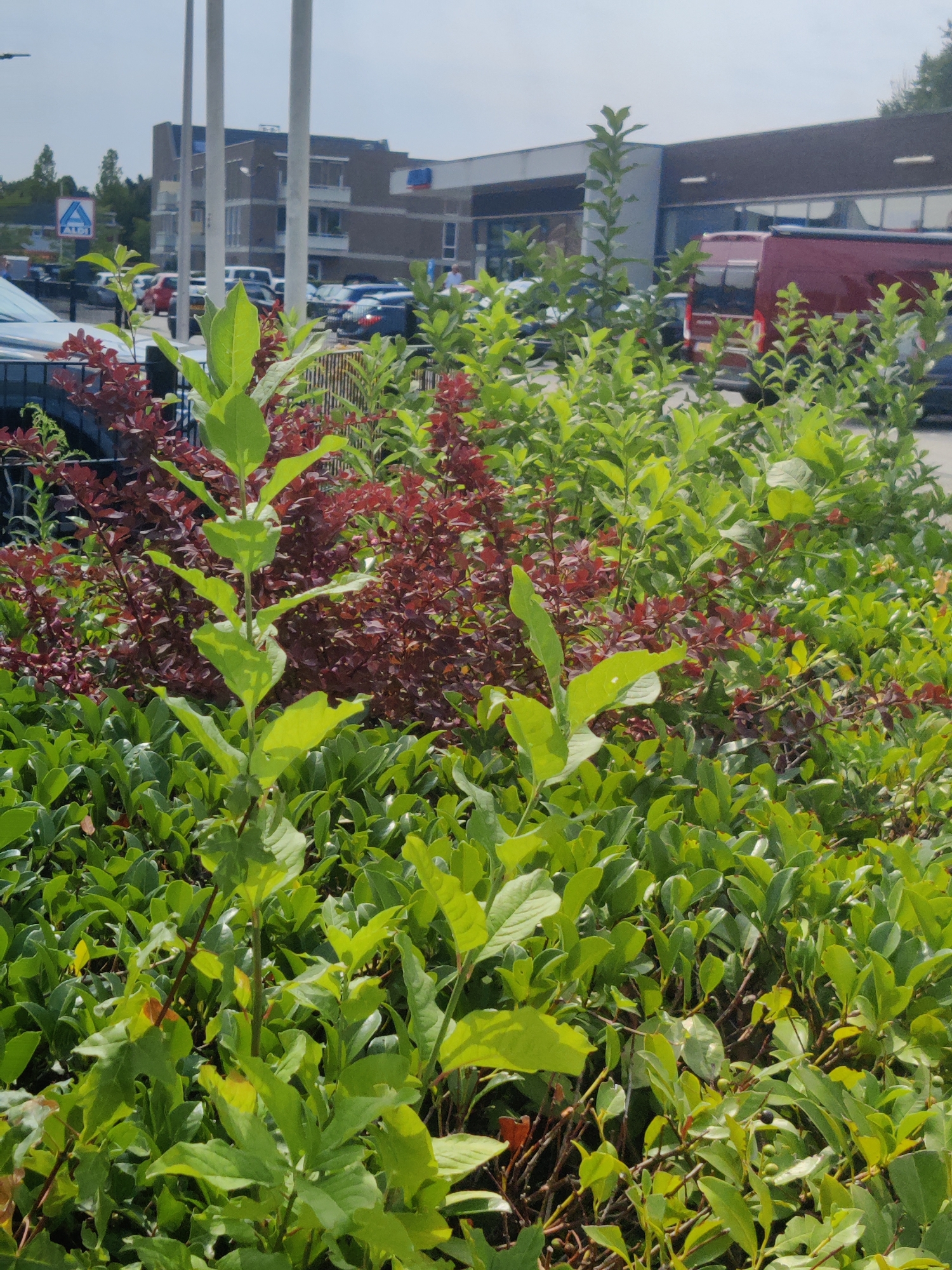 In the city of Winterswijk, Netherlands, this image captures a scene in front of a commercial building, likely a supermarket or retail store. In the foreground, lush green bushes and plants dominate the view, with some taller, lighter green plants interspersed amongst them. Behind the foliage, a dark-colored fence is visible. Beyond the fence, several cars are parked in a lot, and a burgundy van is parked in front of a building with a dark roof. The building itself appears to be a commercial structure with large windows and a sign that is partially visible. A smaller building with multiple stories is also in the background, along with trees and a blue sign with a white triangular logo, which is partially obscured. The sky is overcast.