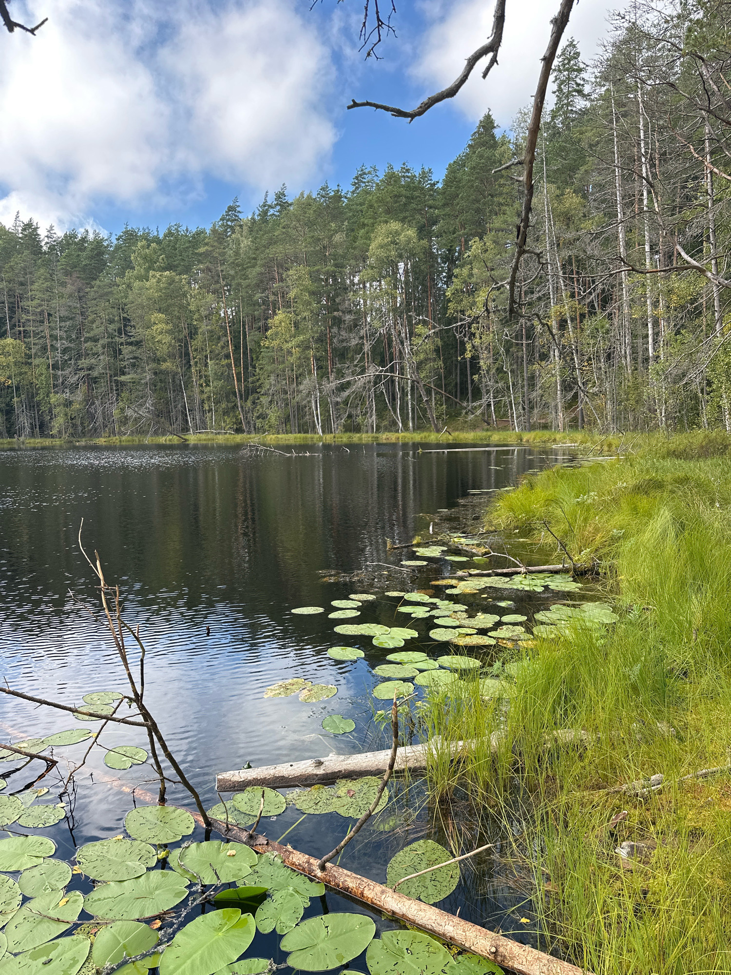 The image depicts a serene natural landscape, likely a lake or pond, adjacent to a dense forest. The water is dark and reflects the sky and surrounding trees, with a scattering of lily pads on its surface. Tall green grass grows along the edge of the water, leading into a forest of predominantly pine trees. Several fallen logs are visible, some partially submerged in the water and others resting on the bank. The sky is partly cloudy with a clear blue expanse visible between the white clouds. The overall impression is one of a tranquil, undisturbed natural environment. This scene could be located in or around the Свірскі сельскі Савет in Belarus, a region known for its forests and lakes.