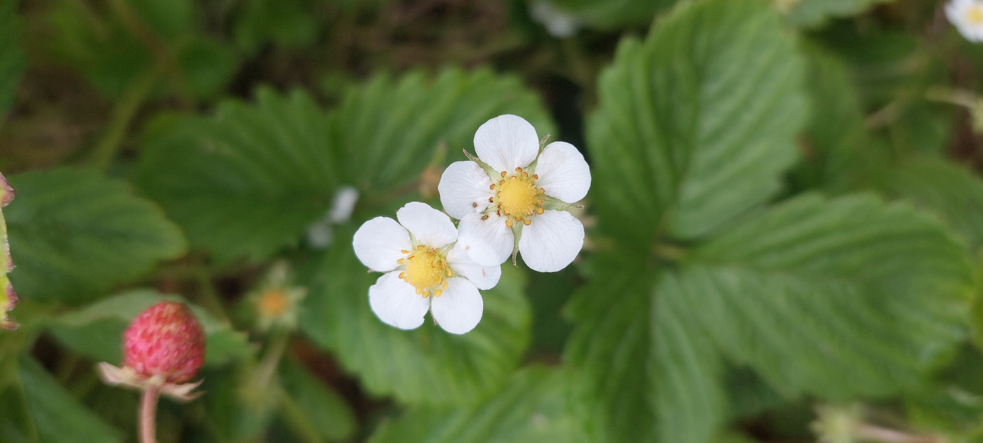 The image is a close-up, vertical shot of two white strawberry flowers with yellow centers. They are surrounded by green strawberry leaves. In the upper left corner, a small, unripe red strawberry is visible. The background is a blur of green foliage. There is no indication of human presence or urban environment in this image, and therefore no location in Vichuga, Russia can be determined.