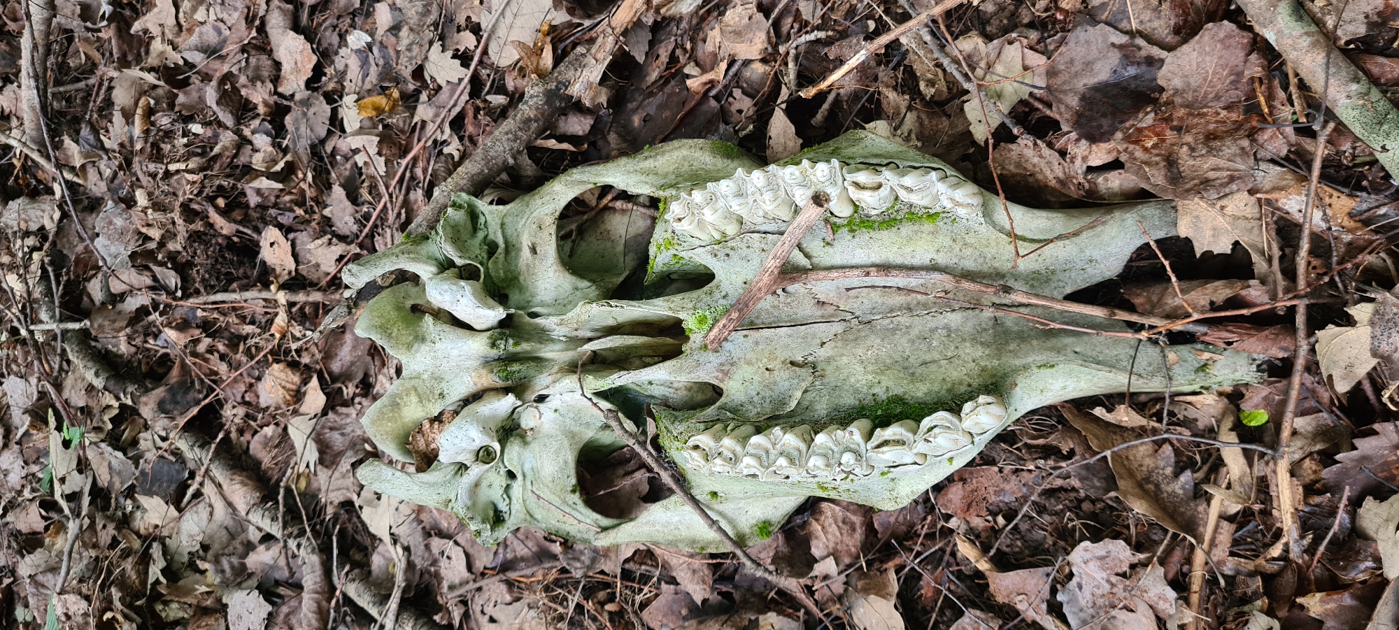 A bleached animal skull, partially covered in moss, lies on the forest floor amidst a scattering of dry leaves and twigs. The skull appears to be that of a herbivore, evidenced by the large molars visible in the jawbone. The surrounding environment is a dense woodland, characteristic of the areas surrounding Etropole, Bulgaria. No people are present in the image.