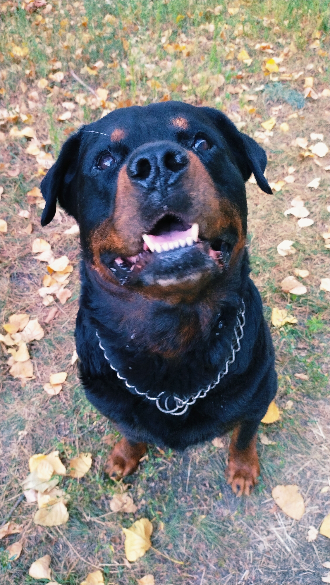 An adult Rottweiler dog is pictured sitting on the ground in Horishni Plavni, Ukraine. The dog is black and tan with a thick coat and is wearing a silver chain collar. Its mouth is open, revealing its teeth and pink tongue, and its head is tilted upwards as if looking at the camera. The background consists of dry leaves and grass, suggesting it is autumn.