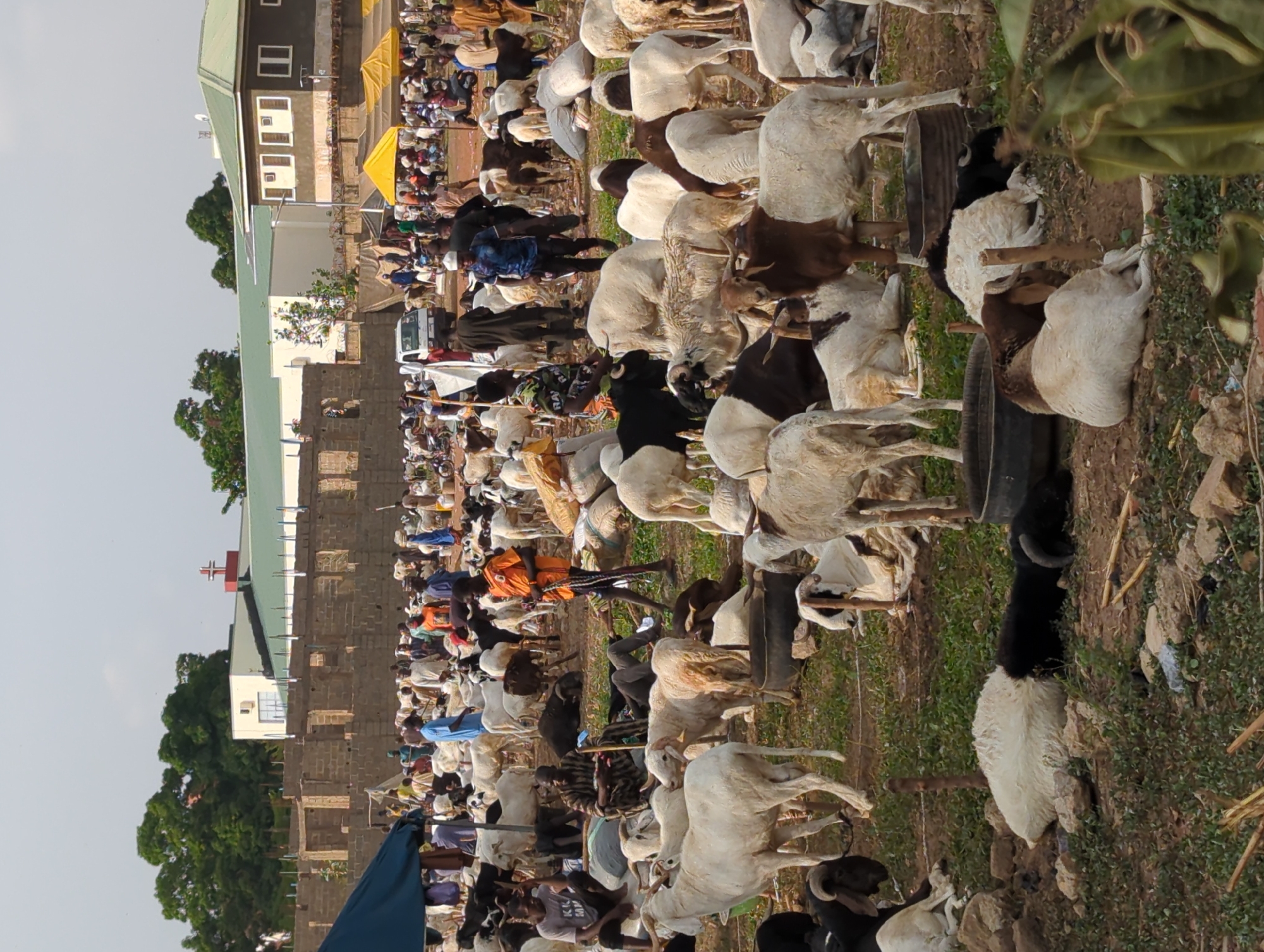 The image depicts a crowded livestock market in Unguwar Sarki, Nigeria, likely for the Muslim festival of Eid al-Adha. The market is packed with numerous goats and sheep of varying colors (white, brown, black) tied to wooden stakes or tethered. People, mostly men, are interacting with the animals, presumably for buying and selling. A building with a green roof, possibly a mosque, is visible in the background, along with other structures. Some makeshift shelters are present. A vehicle is present in the background. The environment appears to be a grassy, open area.