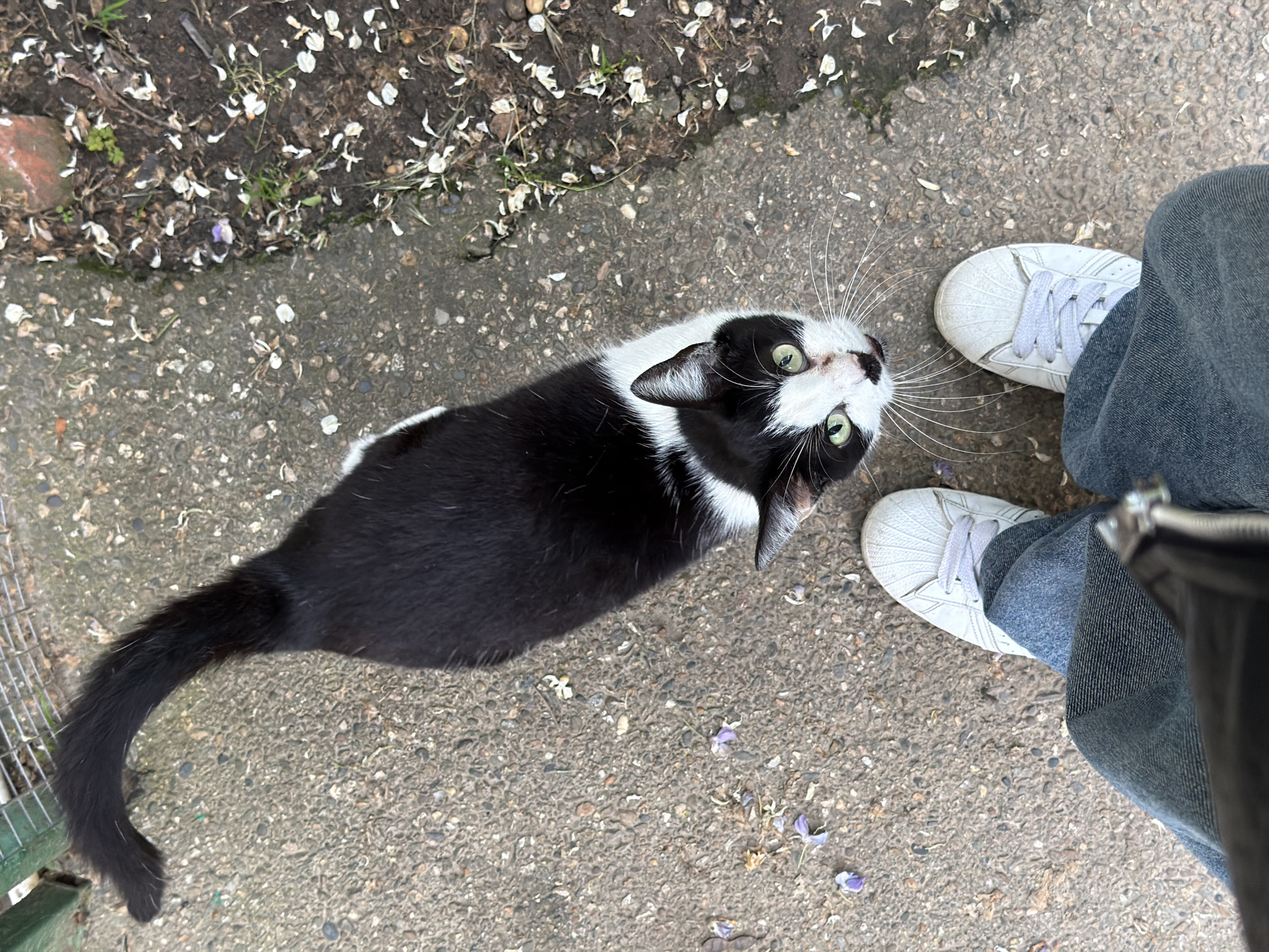 A medium-shot captures a person and a tuxedo cat on a paved surface, likely a sidewalk or path. The cat, predominantly black with white markings on its face, neck, and chest, is oriented towards the viewer. Its green eyes are focused upwards, and its whiskers are prominent. The person is seen from the knees down, wearing blue jeans and white sneakers. Part of a black bag hangs by their side. The pavement is concrete and is littered with white and purple flower petals. A patch of bare earth with some plant growth is visible in the upper left corner. A green metal fence or enclosure is in the lower-left corner. The scene appears to be outdoors and in daylight. There is no way to determine if the location is Beryozovy, Russia.