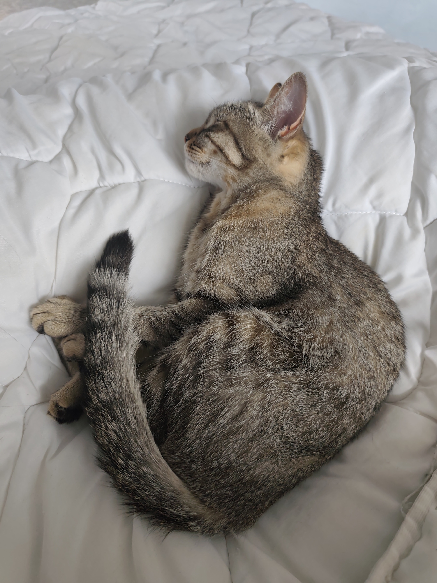 A tabby kitten is curled up and sleeping on a white, puffy blanket. The kitten's fur is a mix of brown, black, and tan stripes. Its tail is wrapped around its body, and its paws are tucked underneath its head. The blanket is slightly wrinkled, suggesting it's been used recently. The background is softly blurred, indicating a shallow depth of field. No location information is available for Chaikovsky, Russia.