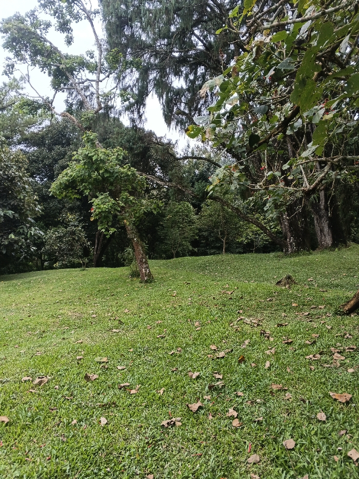 The scene depicts a natural outdoor landscape in Tah, Vietnam. The foreground and midground are dominated by a gently sloping, well-maintained green lawn, sparsely covered with scattered brown, dried leaves. In the midground, a tree with a textured, light brown trunk and green foliage leans slightly to the right. To its right, a larger tree with a darker, more robust trunk is partially visible. The background consists of a dense assortment of various trees, forming a thick, verdant canopy of varying shades of green. Some upper branches exhibit long, drooping organic material. The sky, visible in the upper portion of the frame through gaps in the foliage, is uniformly light gray, indicating overcast conditions. No individuals, animals, or man-made structures are present.