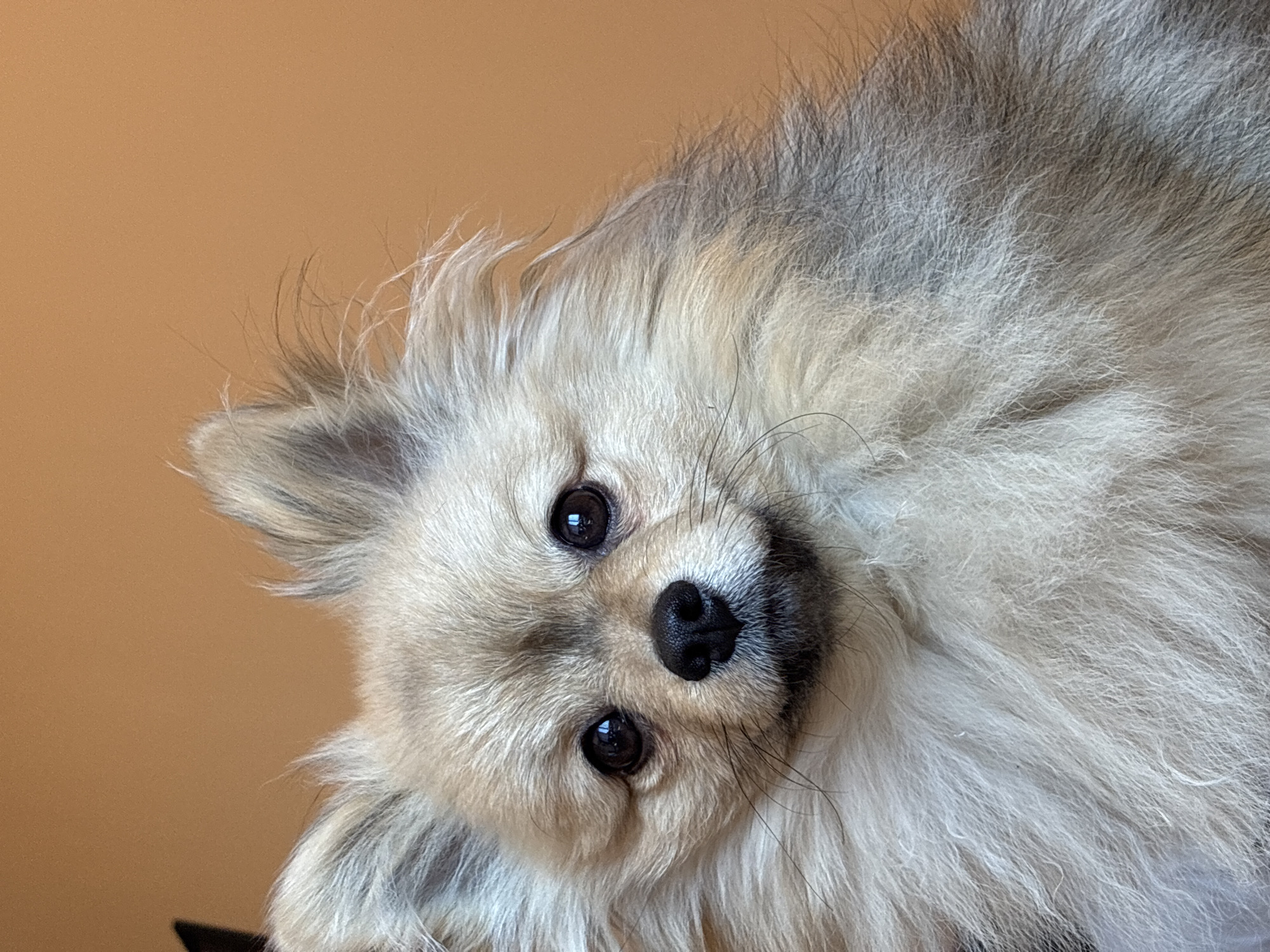 A close-up, slightly tilted image shows the face of a small, fluffy dog with light beige and gray fur. The dog's head is positioned to the left of the frame. Its eyes are dark and round, and its nose is black. The background is a solid light brown color. There is no evidence to suggest the location is Plovdiv, Bulgaria.