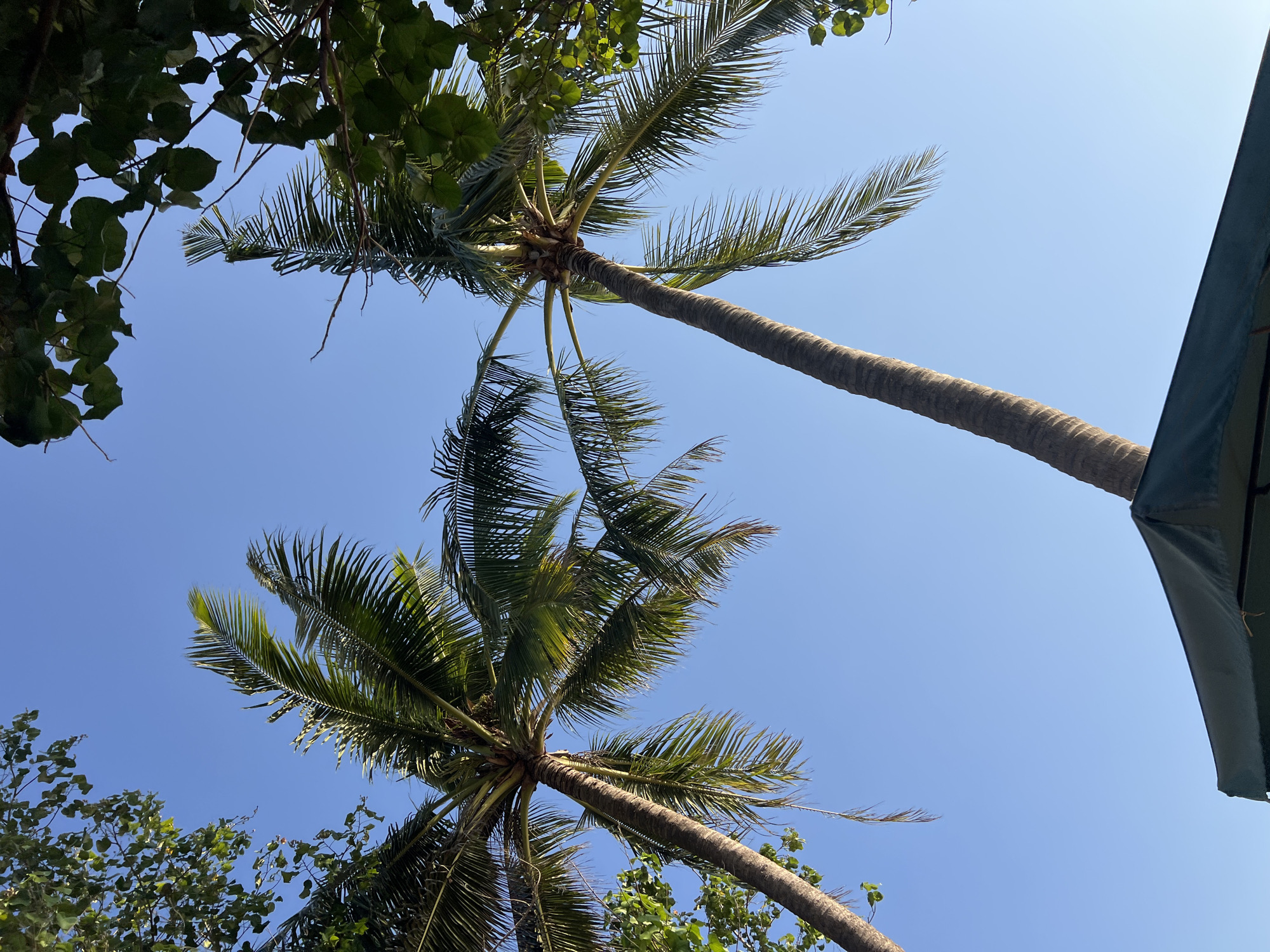 This is an outdoor, eye-level, vertical shot looking up at the sky in Kuta, Indonesia. Two tall palm trees dominate the frame, their fronds reaching towards the clear blue sky. In the foreground, the dark green canopy of an umbrella is visible. Lush green foliage from other trees frames the top and right side of the image. The scene captures a typical tropical environment, likely a beach or resort area in Kuta.