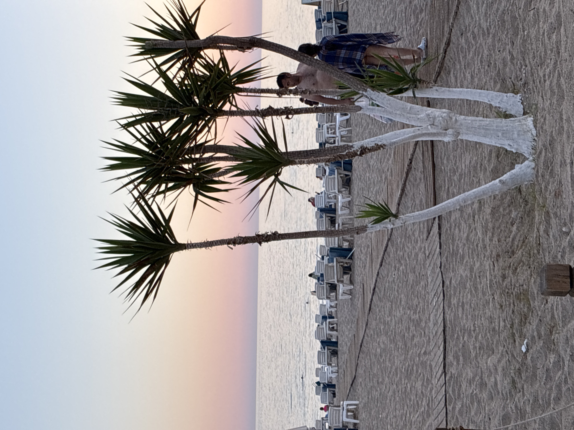The image depicts a beach scene in Alanya, Turkey, likely during sunset or sunrise due to the soft, pastel hues in the sky. Several palm trees with spiky fronds stand prominently in the foreground, their trunks painted white. Beyond the trees, rows of white lounge chairs with blue accents are arranged on the sand, some occupied by people. A wooden walkway runs parallel to the chairs.
In the middle ground, two individuals are visible. One, a shirtless man wearing shorts, is looking down and appears to be holding something in his hand. Behind him, another person is wearing a blue and white plaid shirt. The sea is visible in the background, appearing calm and reflecting the colors of the sky. The overall atmosphere suggests a relaxed evening on a resort beach. No visible text is present in the image.