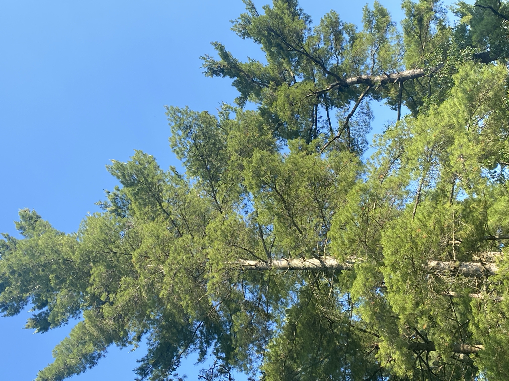 This media file is a photograph taken from a low angle looking up at a dense canopy of pine trees against a clear blue sky. The branches and needles of the pine trees fill most of the frame, creating a textured green mass. Several large, horizontal branches are visible, one of which appears to be a fallen or significantly broken limb that spans across the image, supported by other branches. The lighting suggests it is daytime, likely late morning or early afternoon, with the sun filtering through the needles, creating highlights and shadows. The overall scene evokes a sense of being immersed in nature, possibly a forest or park area. There is no visible text in the image. The location context provided is the Town of Peru, United States of America.
