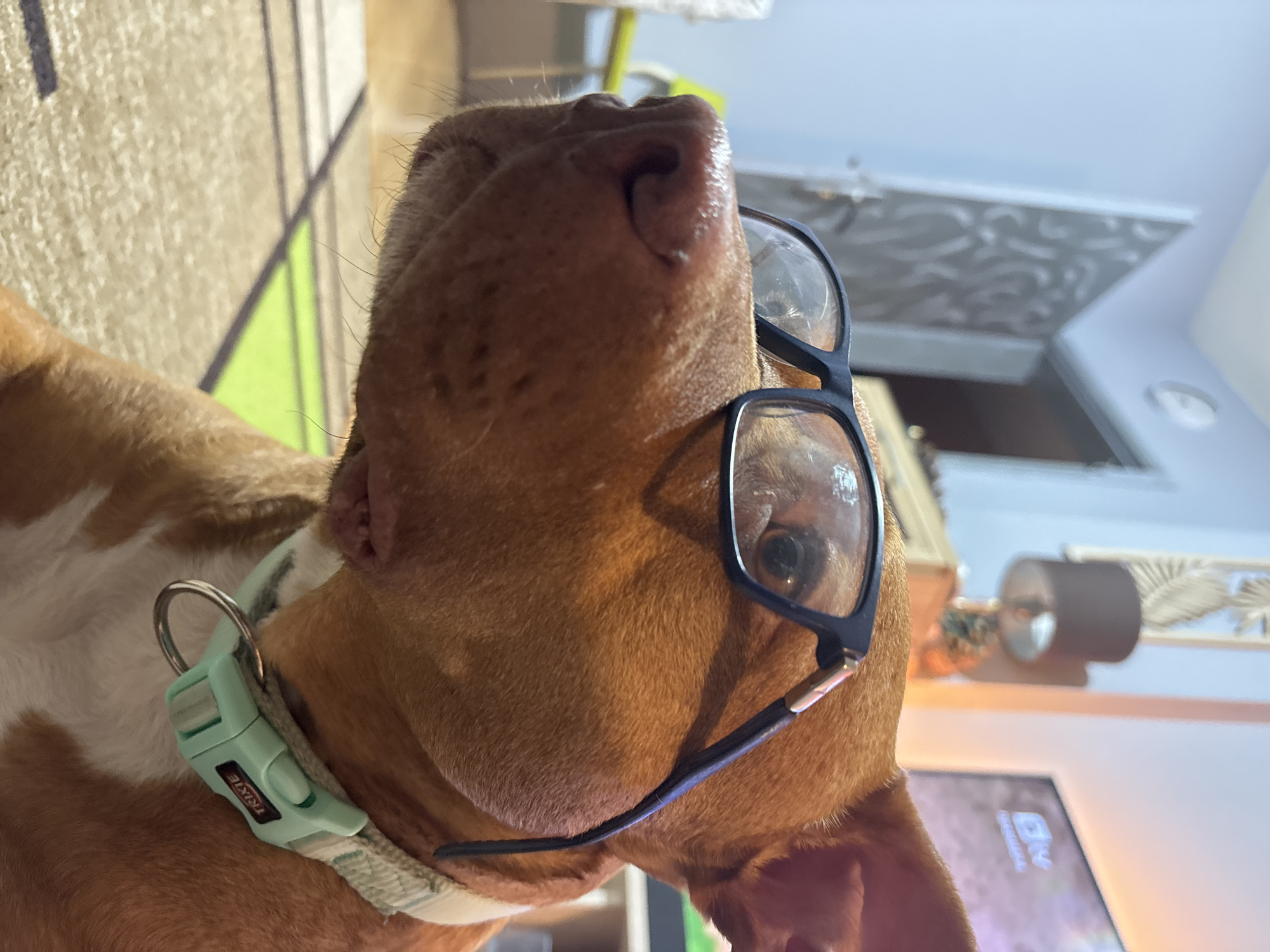 A dog with a predominantly brown coat is wearing black-framed glasses on its snout. The dog has a white patch on its chest and is wearing a light green collar. The camera is angled upwards, capturing the dog's nose prominently. The background includes a rug with green and brown patterns, a television, a decorative lamp, and a ceiling with a patterned panel. There is no information to determine the location of the image in Sofia, Bulgaria.