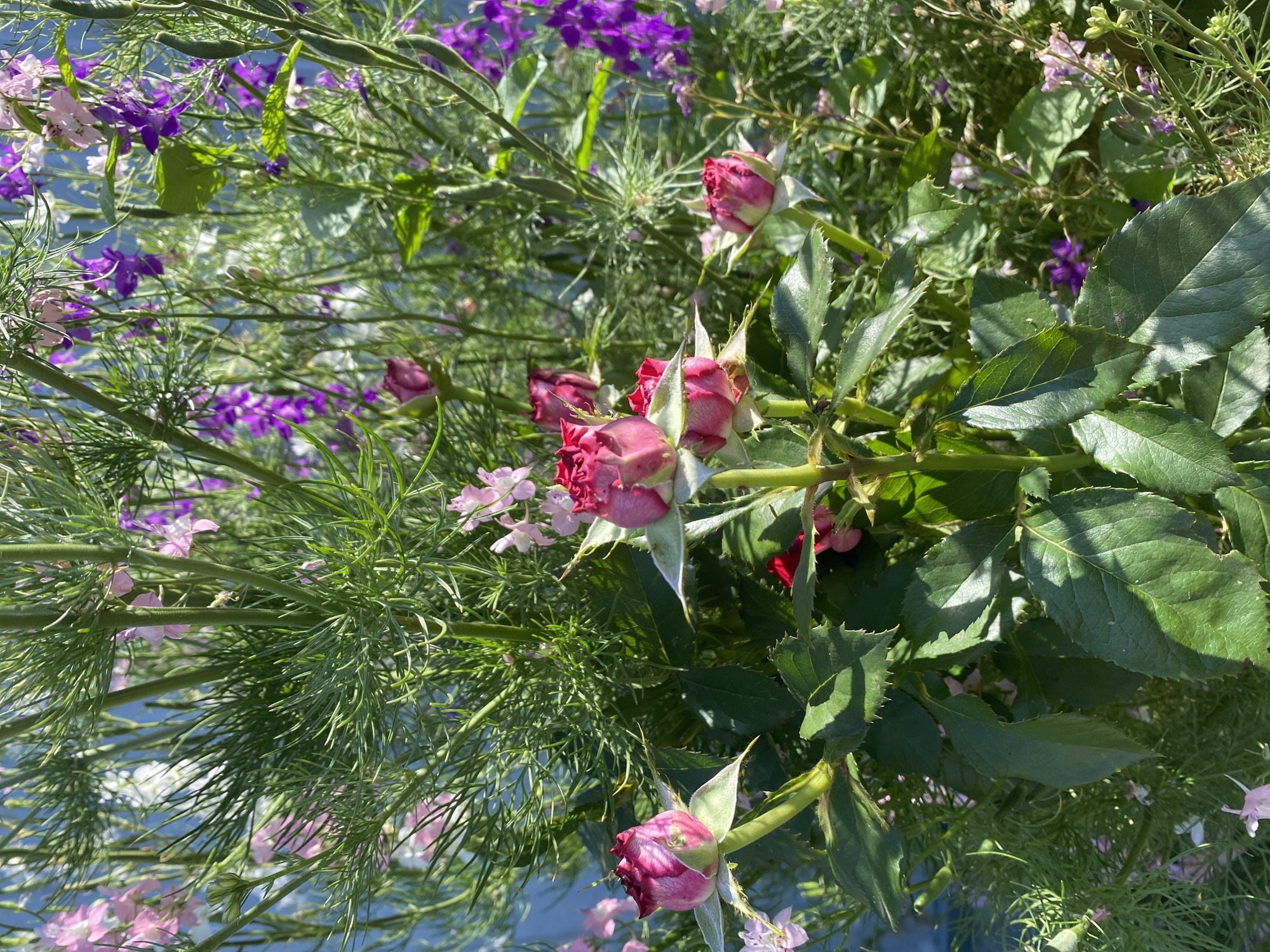 A close-up, eye-level outdoor shot showcases a dense arrangement of pink and purple flowers, likely in a garden setting. In the foreground, several buds of a deep pink rose are prominently featured, their petals tightly furled with hints of lighter pink at the tips. These roses are surrounded by dark green, serrated leaves, some of which are illuminated by dappled sunlight, casting shadows. Behind the roses, a profusion of delicate, feathery green foliage dominates, interspersed with taller stems bearing clusters of small, bell-shaped purple flowers, possibly larkspur, and scattered pink blossoms. The background is a soft blur of blue, suggesting a wall or sky. No people or specific urban landmarks are visible, indicating a focus on the botanical elements of the scene. The image appears to be taken on a bright, sunny day, judging by the strong contrasts and highlights. There is no indication of the specific location within Kisliakovskaya, Russia, beyond the general outdoor environment.