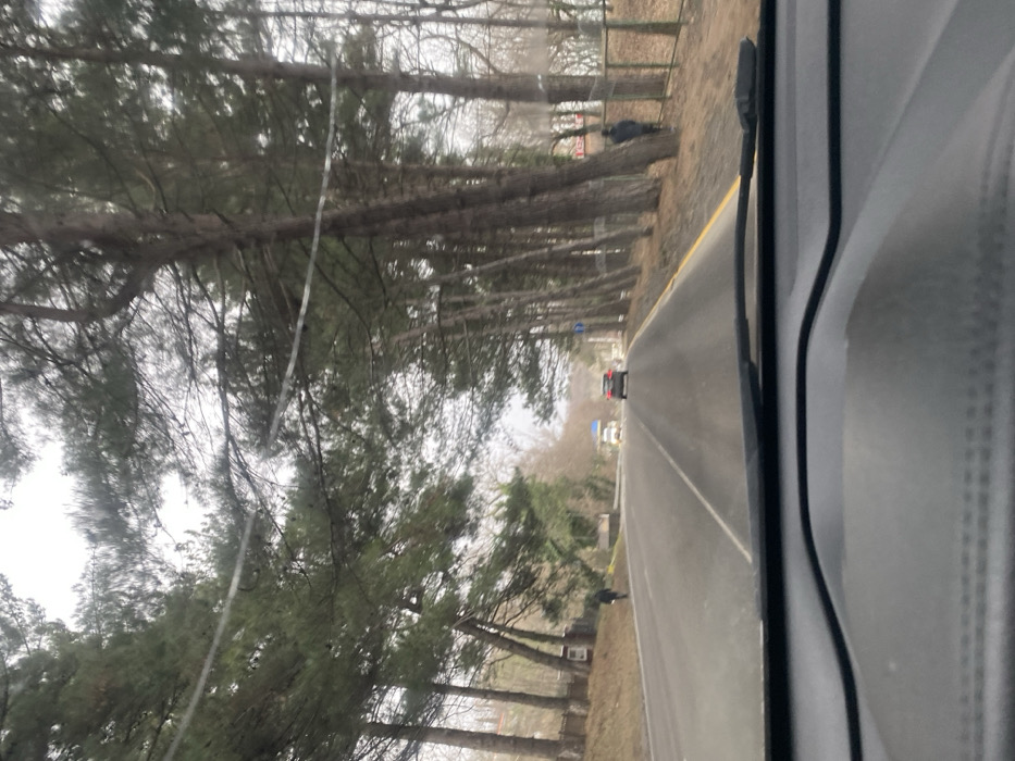 A road stretches into the distance, flanked by tall, bare-branched trees. The perspective is from inside a vehicle, with parts of the dashboard visible on the right. Another car is further ahead on the road. The weather appears overcast, and the light is dim. The scenery suggests a rural or park-like setting, possibly during late fall or winter.