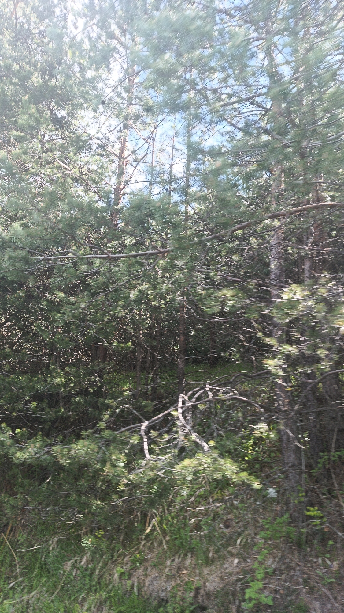 The image shows a dense pine forest. The ground is covered in green grass and other vegetation. There are many trees with thin, brown trunks and green needles. The sky is visible through the trees, but is obscured by the branches. The scene is overgrown. It is in Vrata, Bulgaria.