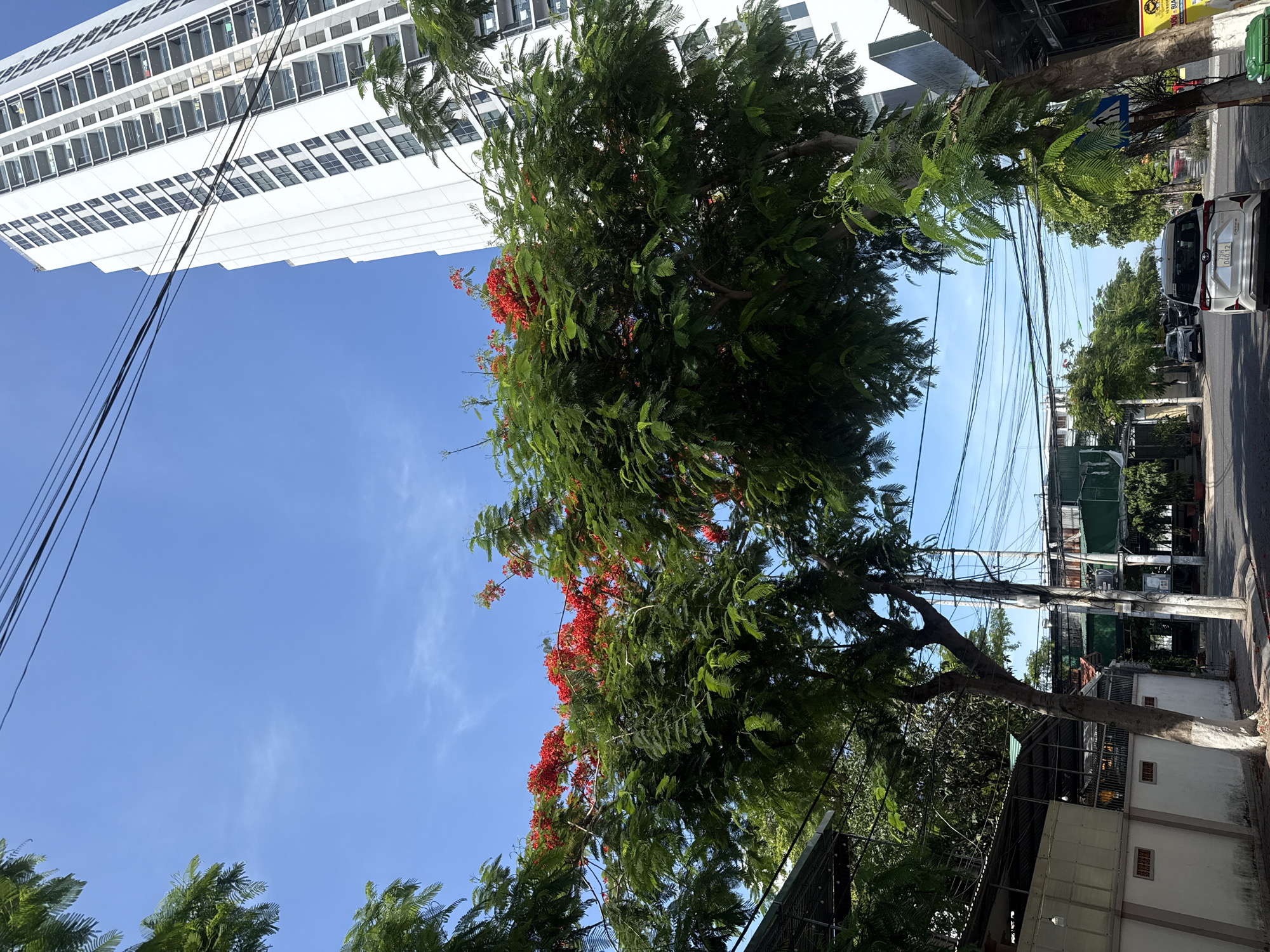 In Bac Nha Trang Ward, Vietnam, a tree with bright red flowers stands prominently on a street under a clear blue sky. To the right, a tall, white, modern apartment building looms, its facade punctuated by numerous windows and balconies. A dense network of electrical wires stretches across the upper portion of the image, creating a stark contrast with the natural elements. The street below is paved, and a white car is parked on the right side, facing away from the camera. On the left, a low-rise building with a metal roof and white walls is visible, partially obscured by trees. The scene is bathed in sunlight, casting shadows and highlighting the vibrant colors of the flowers and the surrounding greenery.
