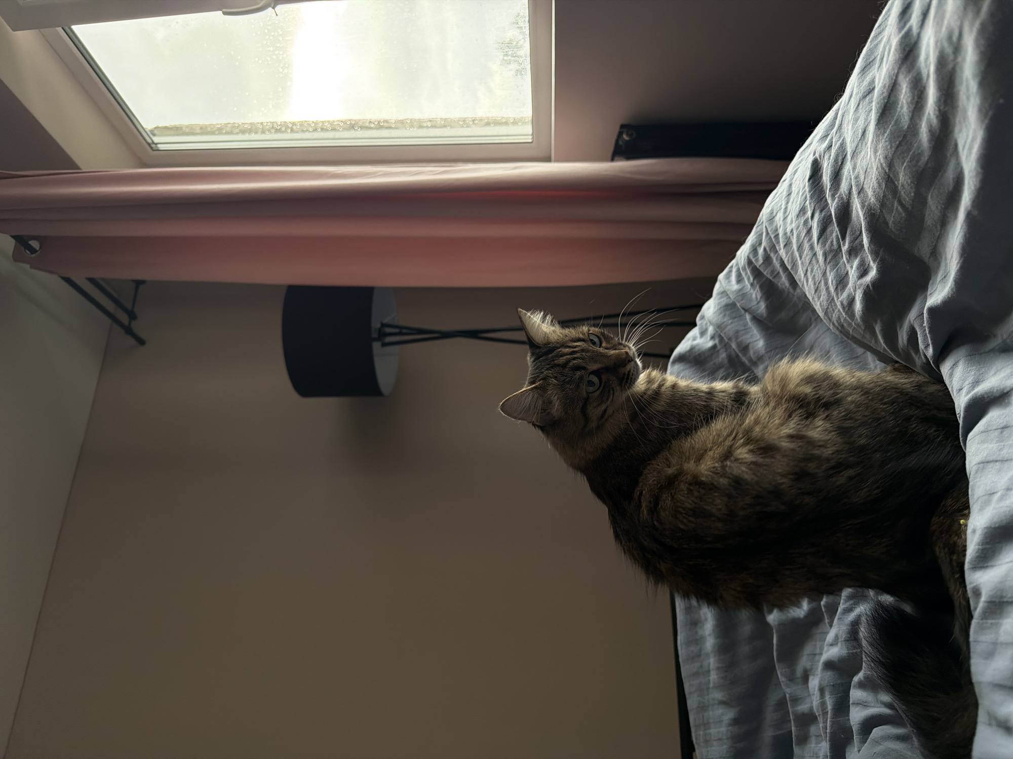 A long-haired, brown tabby cat is sitting on a blue-grey duvet in a bedroom. The cat is facing away from the camera, looking to the left. The room is dimly lit, with light streaming in from a window on the right side of the frame. A pink curtain is drawn to the right of the window. A tall black lamp with a black shade is visible in the background to the left. The wall behind the cat is a neutral beige color. There is a radiator visible beneath the window. The image was taken in the city of Ust-Ilimsk, Russia.