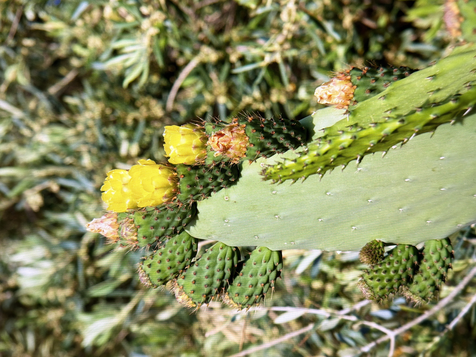 The image shows a close-up view of a prickly pear cactus with yellow flowers and developing fruit. The cactus is green and appears to be growing outdoors, with a blurred background of foliage. The lighting suggests it is daytime and sunny. There are no people, buildings, or any other elements that would indicate a specific location within the city of Kyiv, Ukraine. The focus is entirely on the plant's texture, spines, flowers, and fruit.