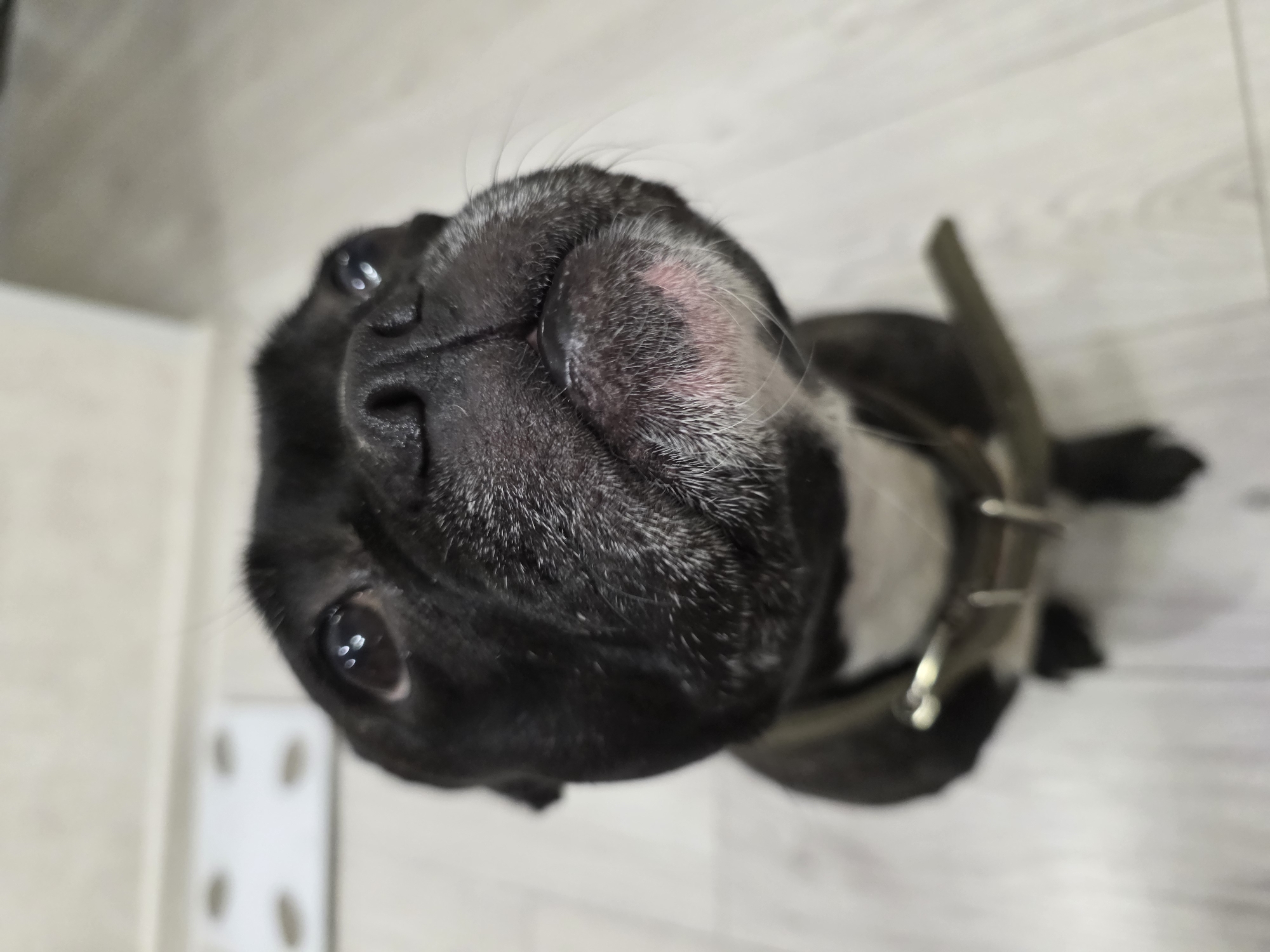 A close-up, high-angle shot of a black and white French Bulldog. The dog is wearing a gray collar with a metal buckle. The background appears to be a light-colored wooden floor. There is a white object with dark holes on the bottom left of the frame. The dog's face is the primary focus, with its nose and one eye clearly visible. The location is not discernible from the image.